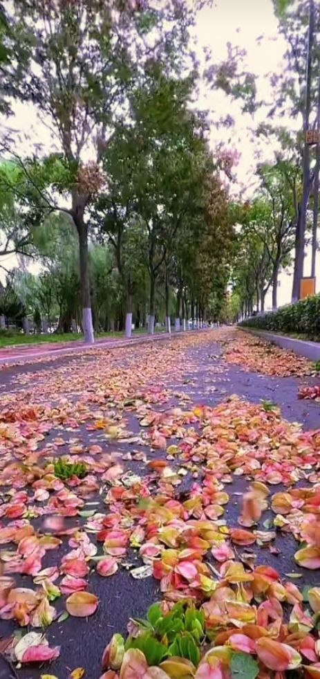 紫薇公园旅行图片 2