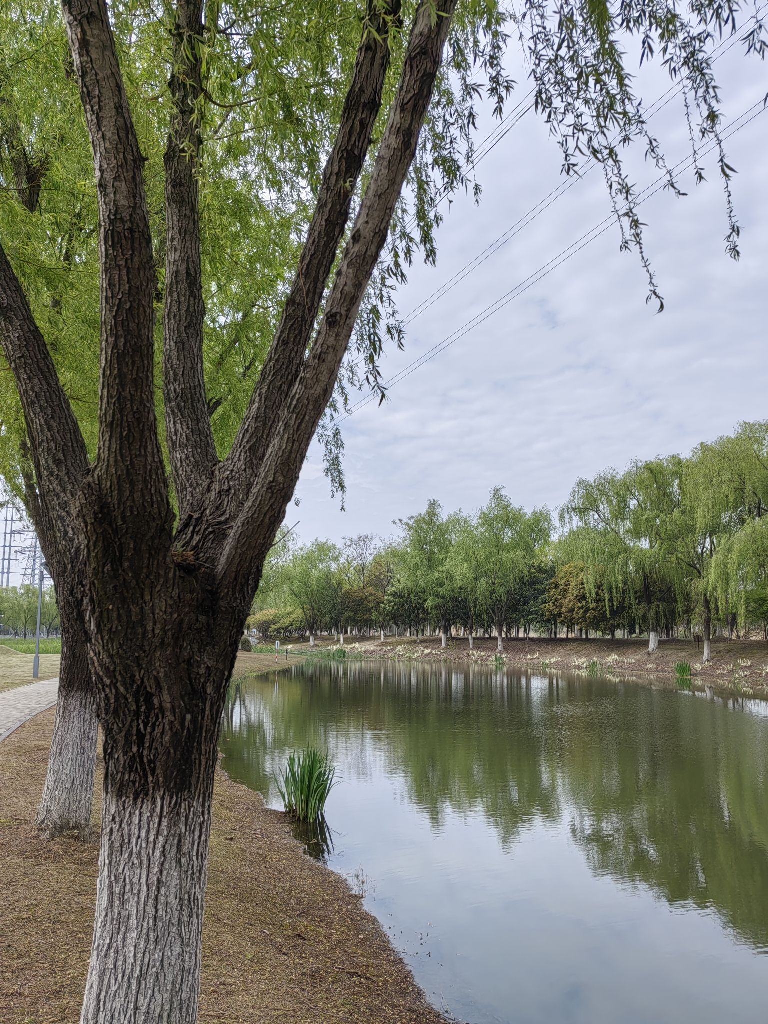 花桥生态湿地净水公园旅行图片 3