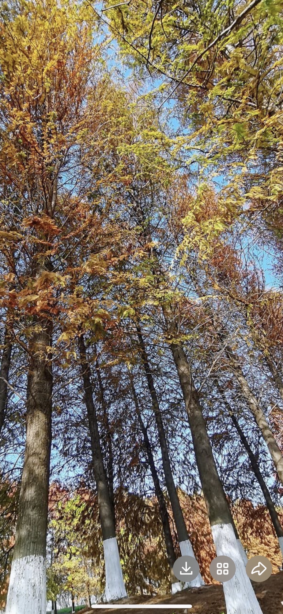 花桥生态湿地净水公园旅行图片 3