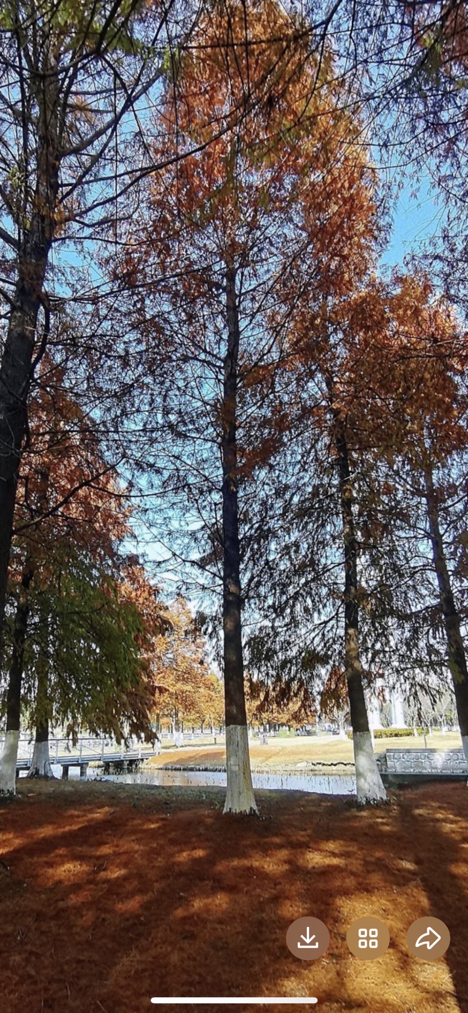 花桥生态湿地净水公园旅行图片 2