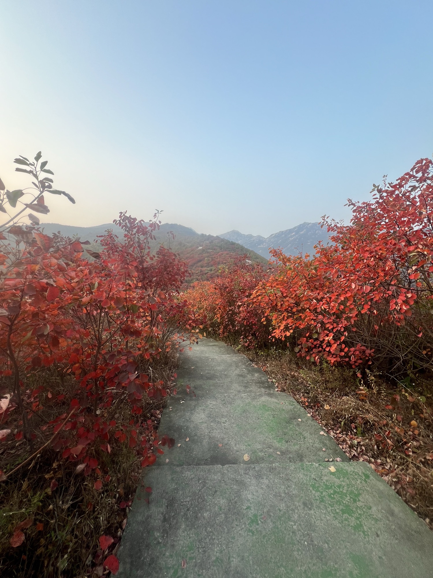 桐柏红叶景区旅行图片 1