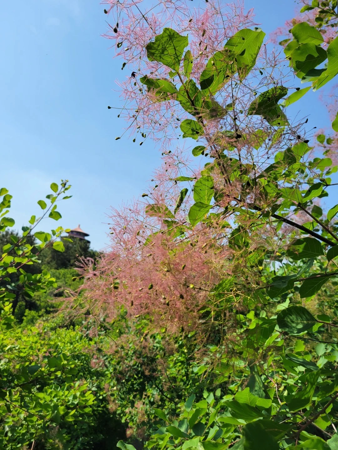 桐柏红叶景区旅行图片 2