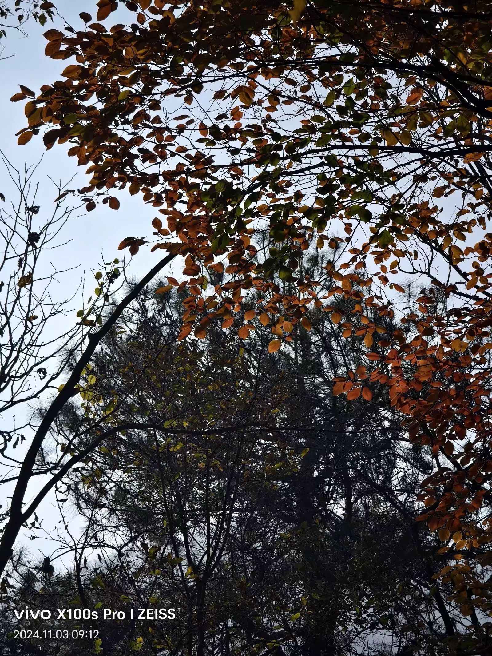 桐柏红叶景区旅行图片 1