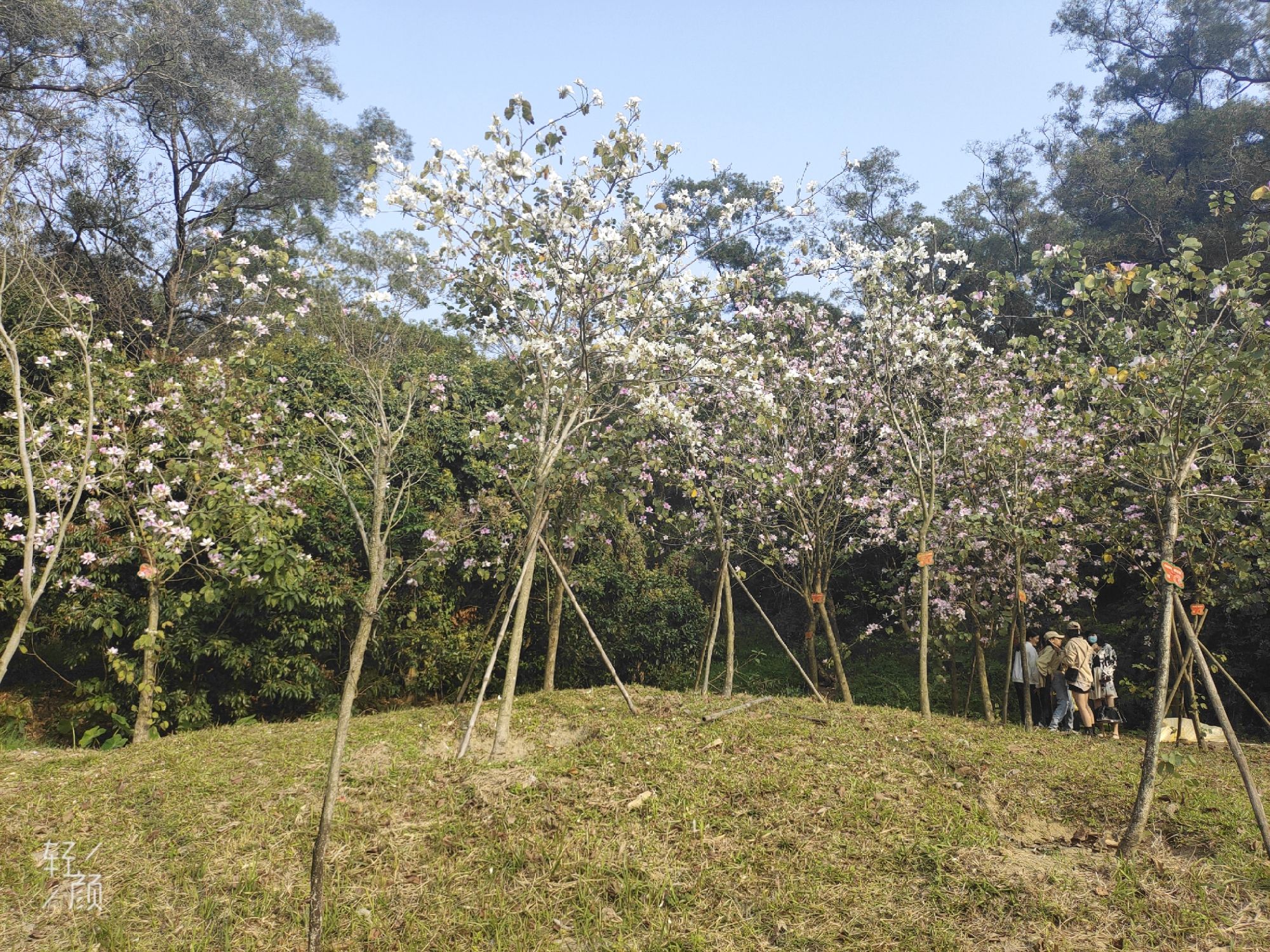 阳东龙山公园旅行图片 2