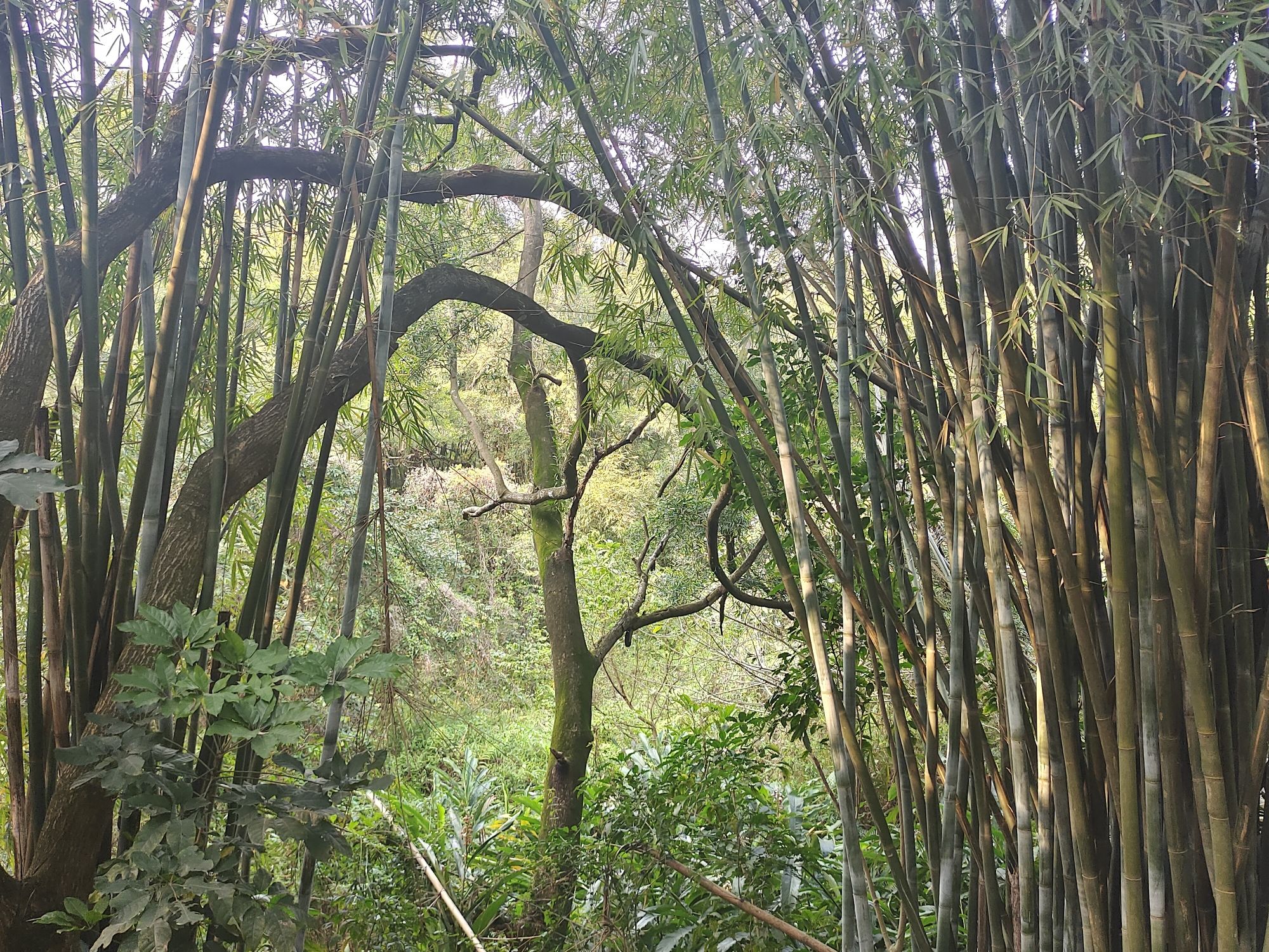 阳东龙山公园旅行图片 3
