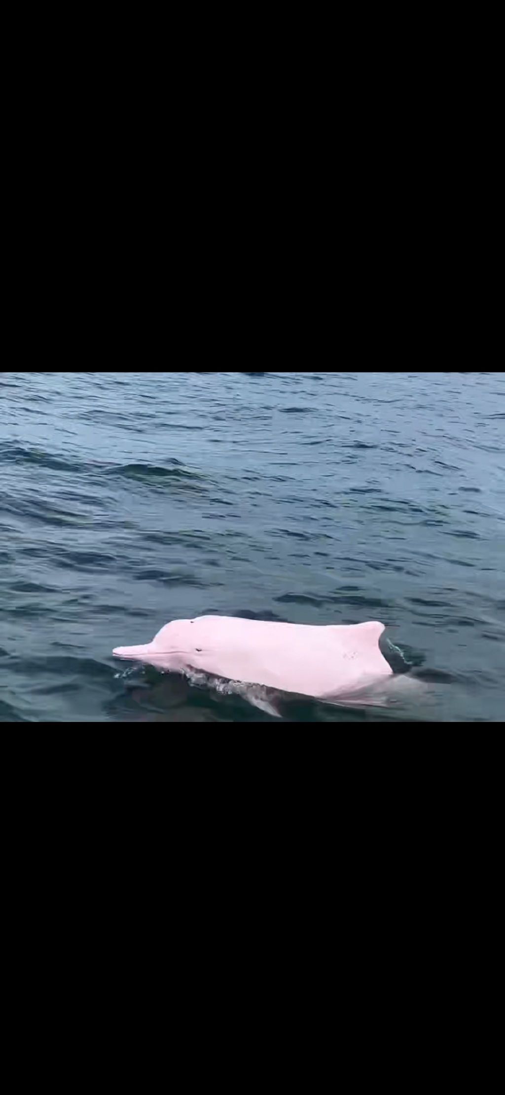 湛江东海龟头村海豚湾旅行图片 1