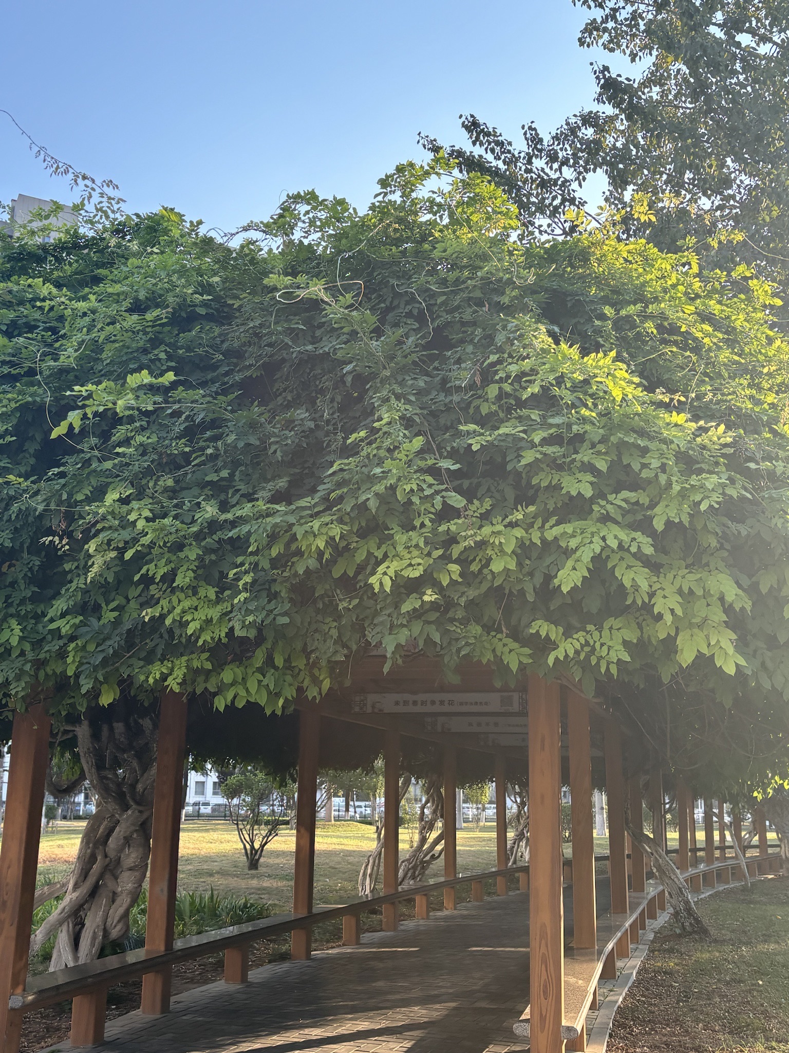 张择端文化公园旅行图片 3