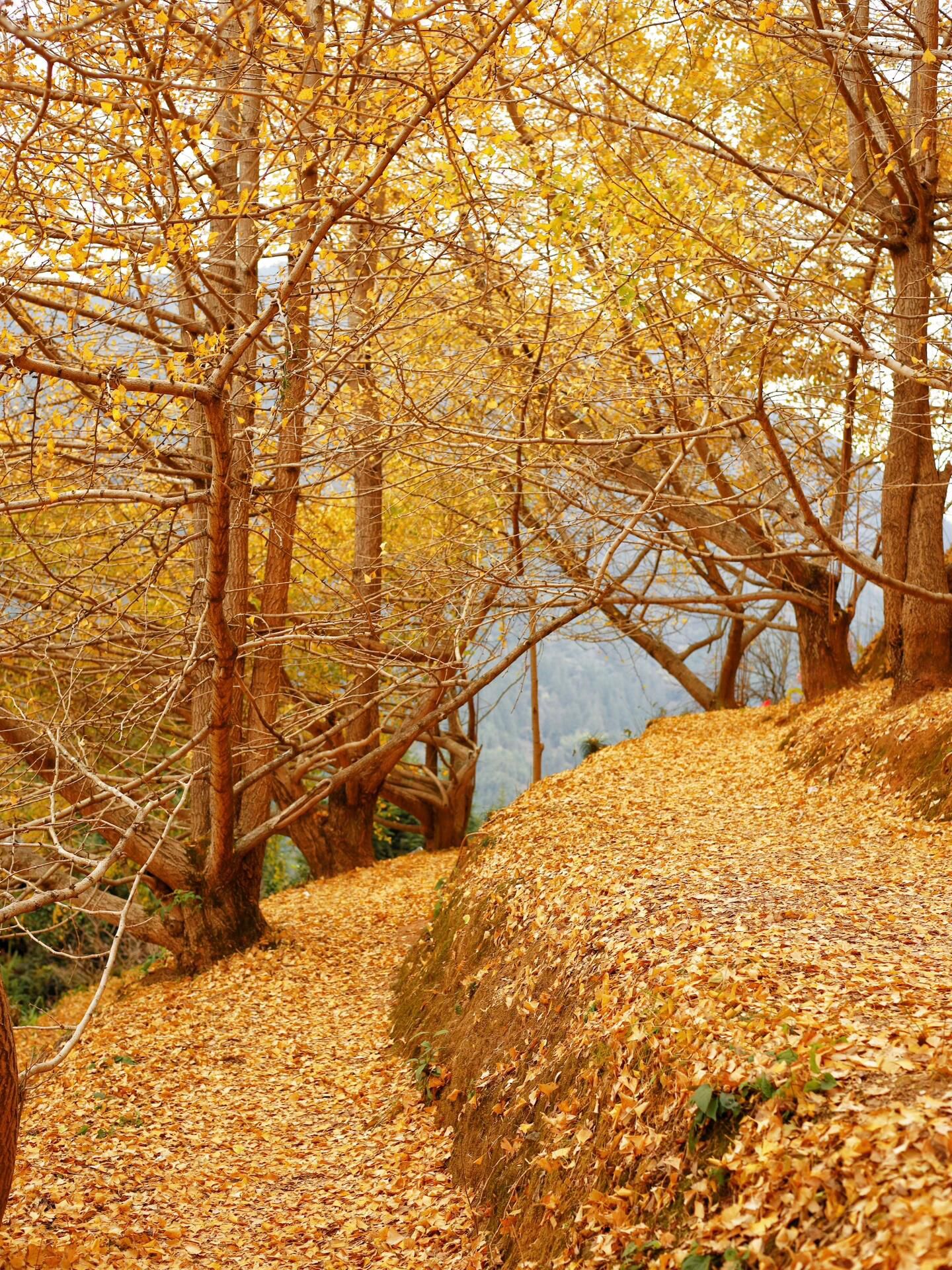 乐昌九峰山旅行图片 1