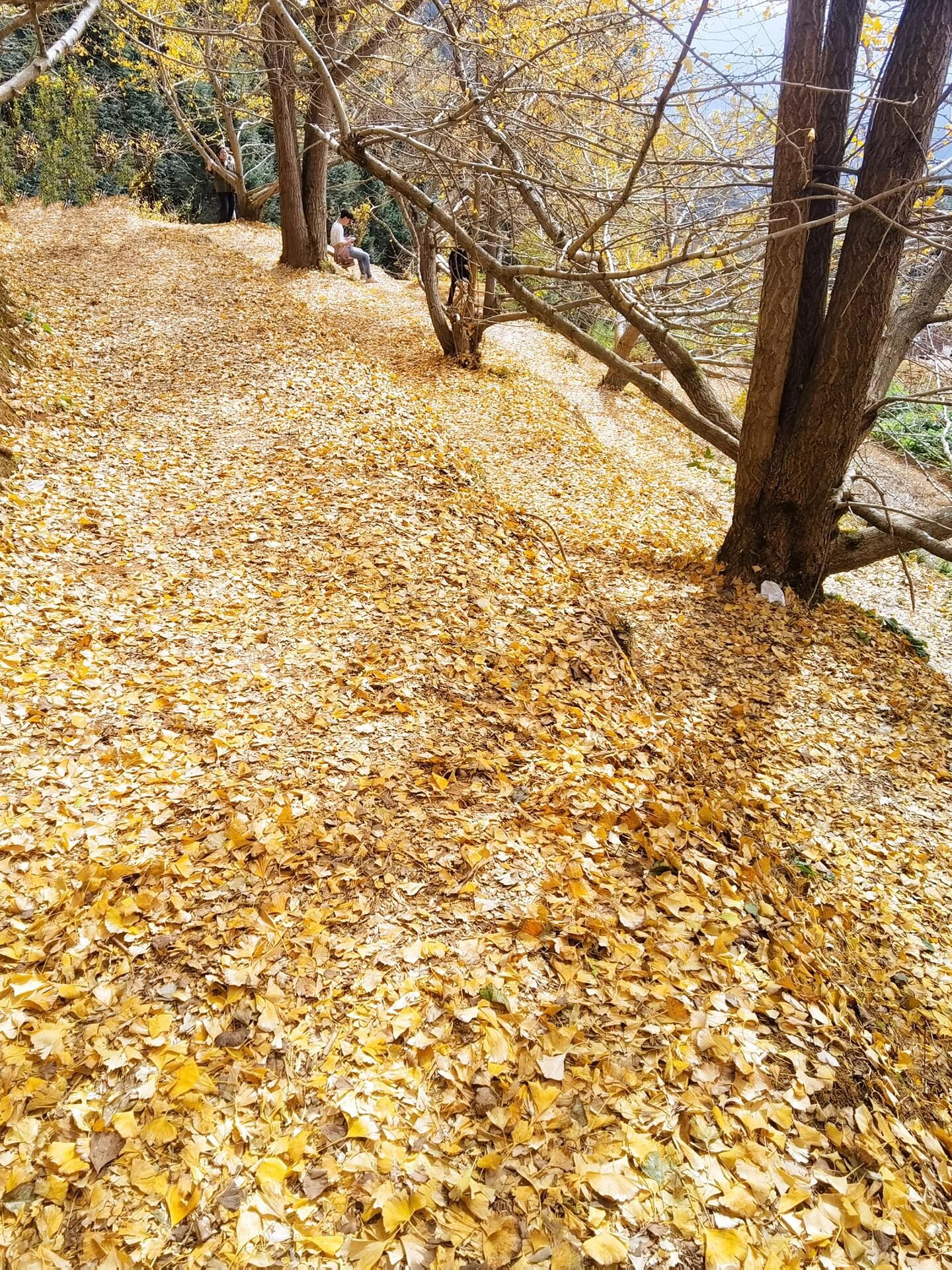 乐昌九峰山旅行图片 3