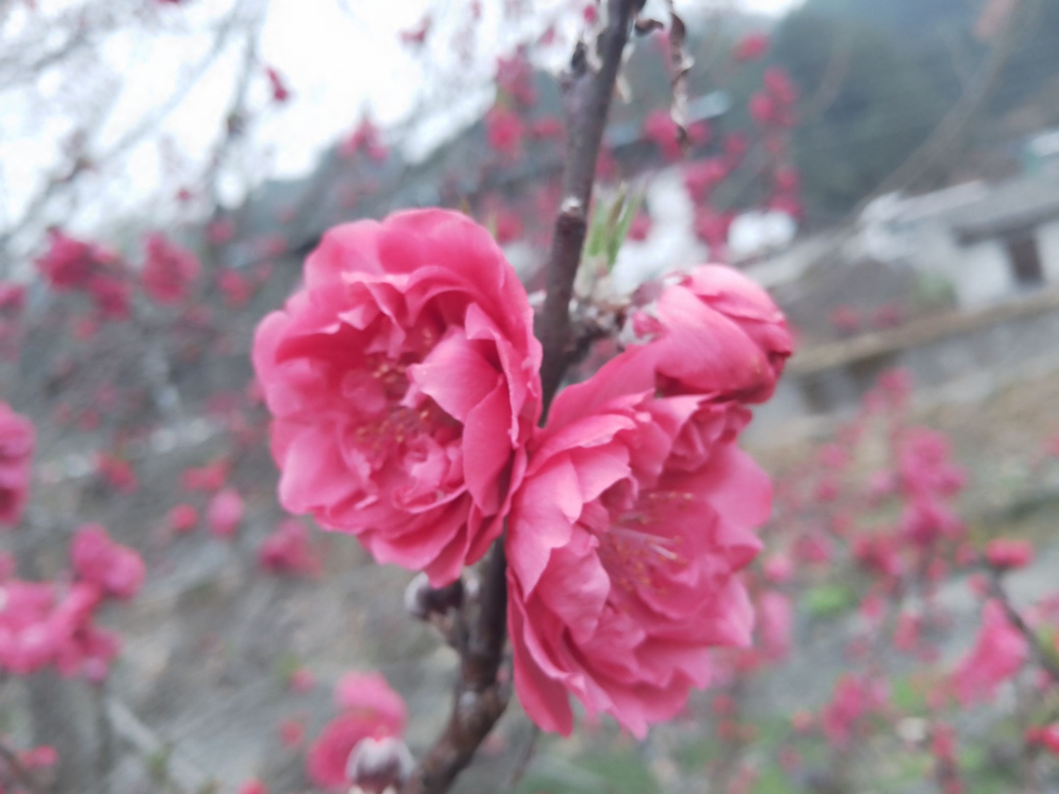乐昌九峰山旅行图片 1