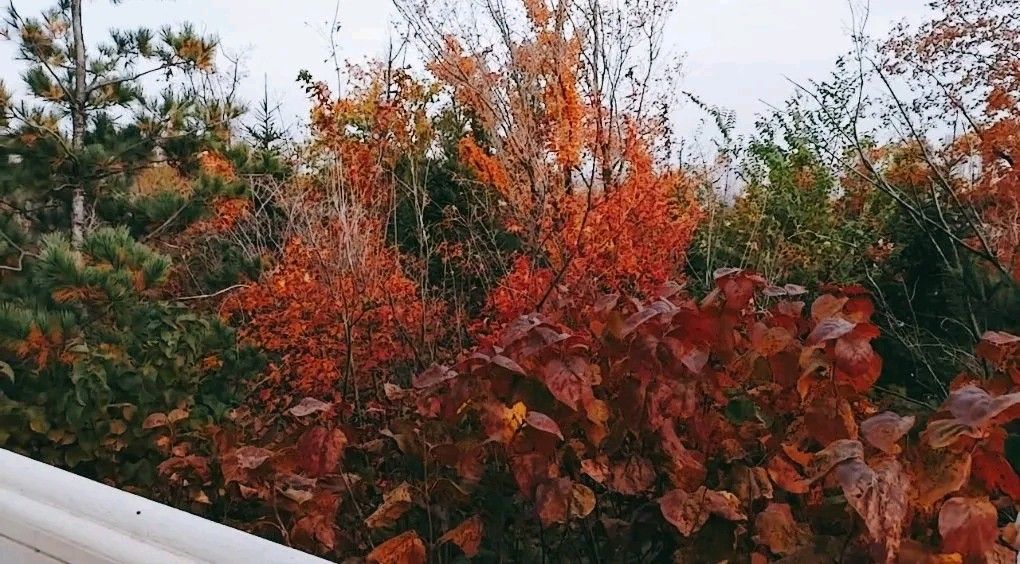 四平植物园旅行图片 2