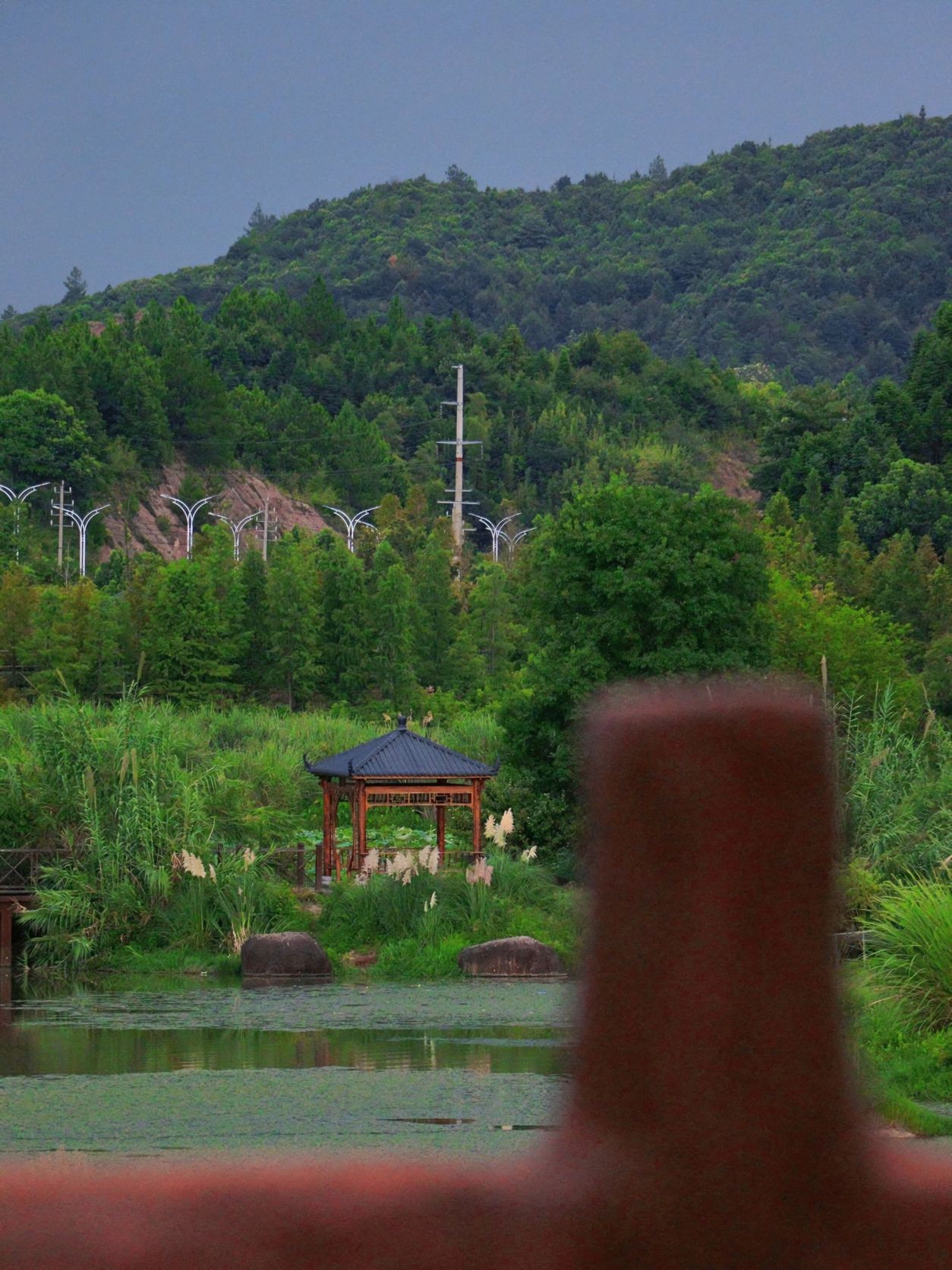 乐安县湿地公园旅行图片 1