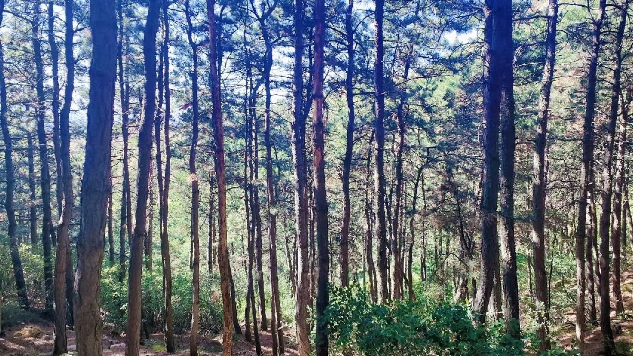 采凉山森林公园(暂停开放)旅行图片 2