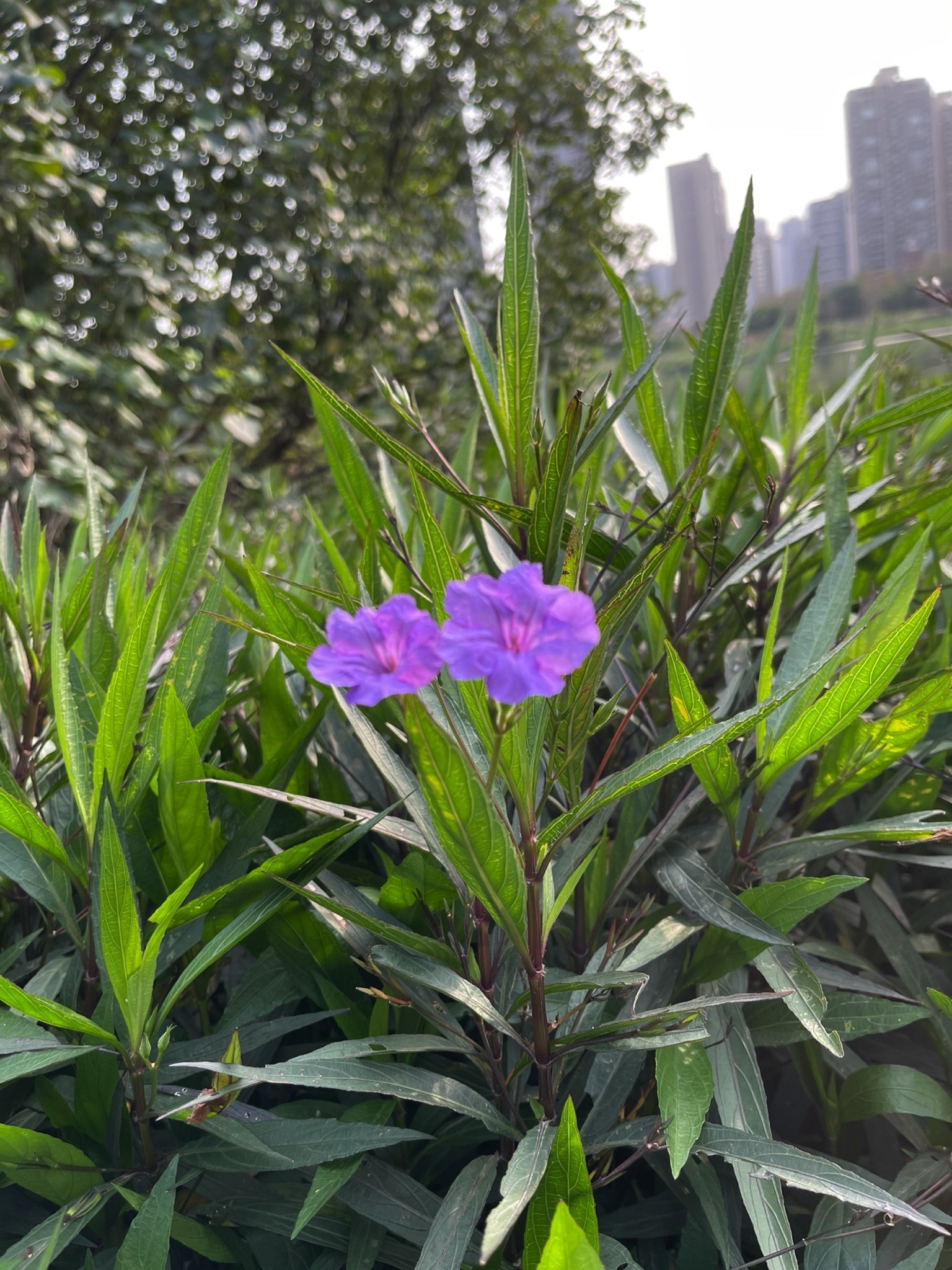 情侣公园旅行图片 1