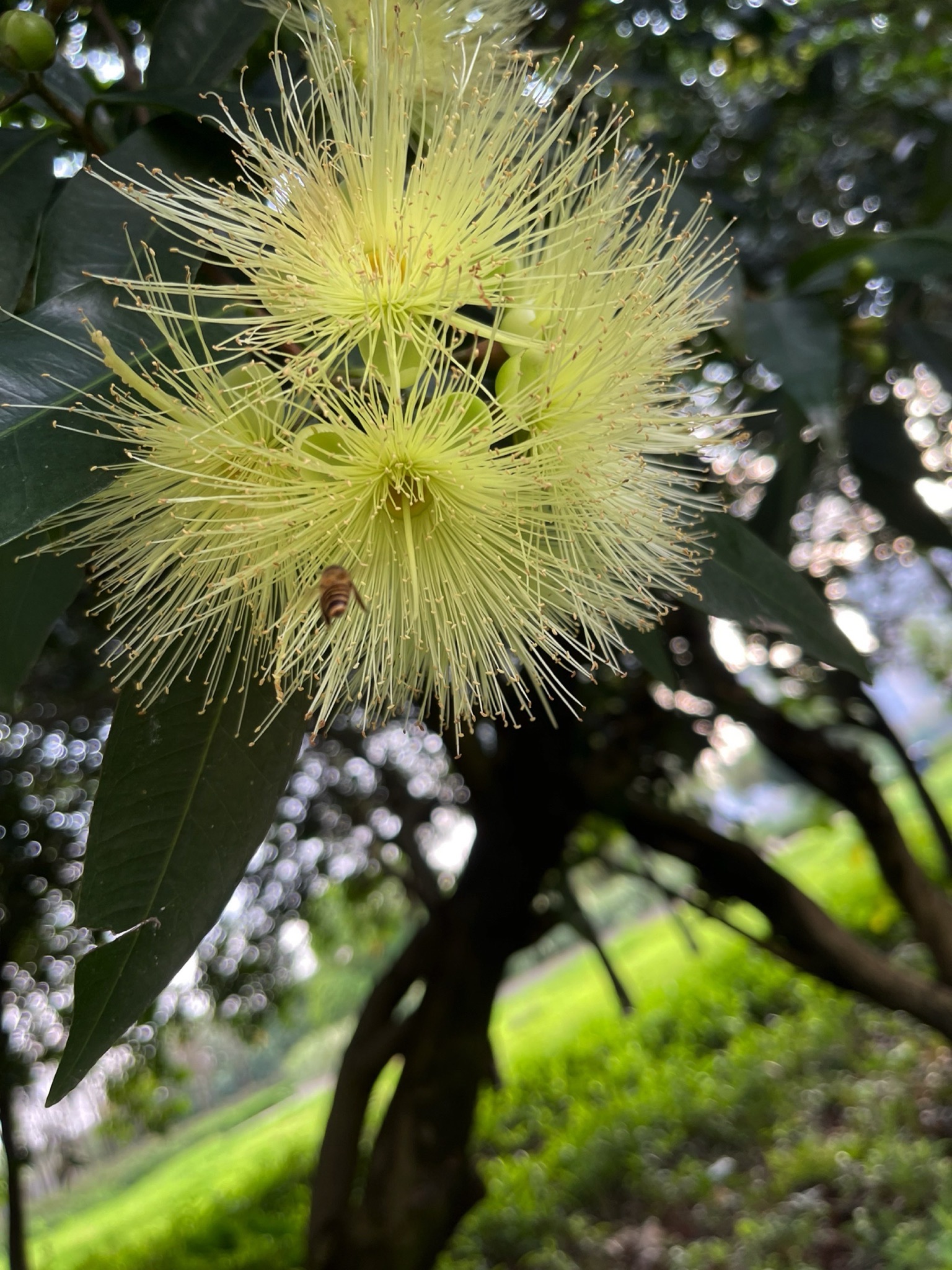 情侣公园旅行图片 3