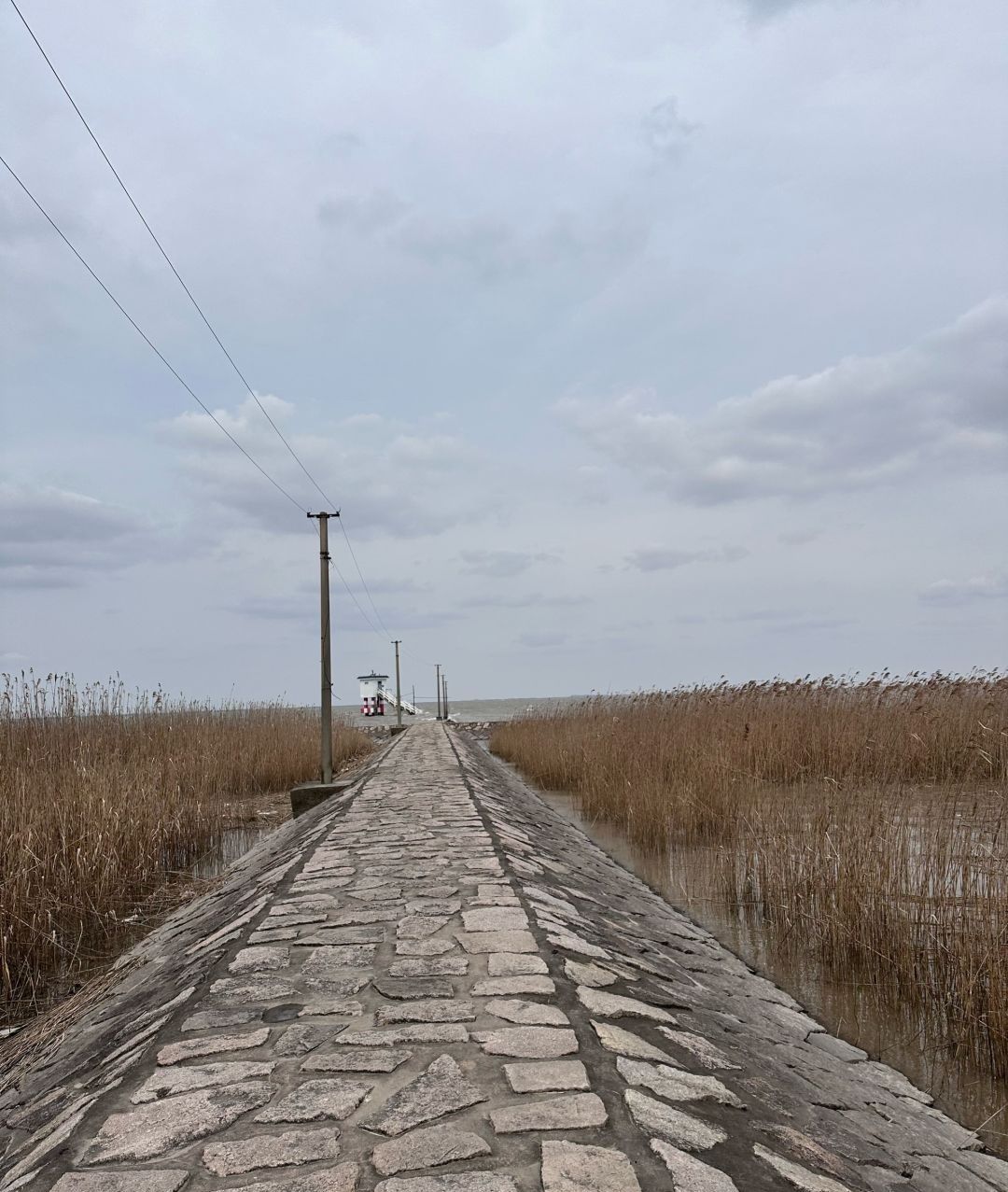 横沙岛湿地旅行图片 3