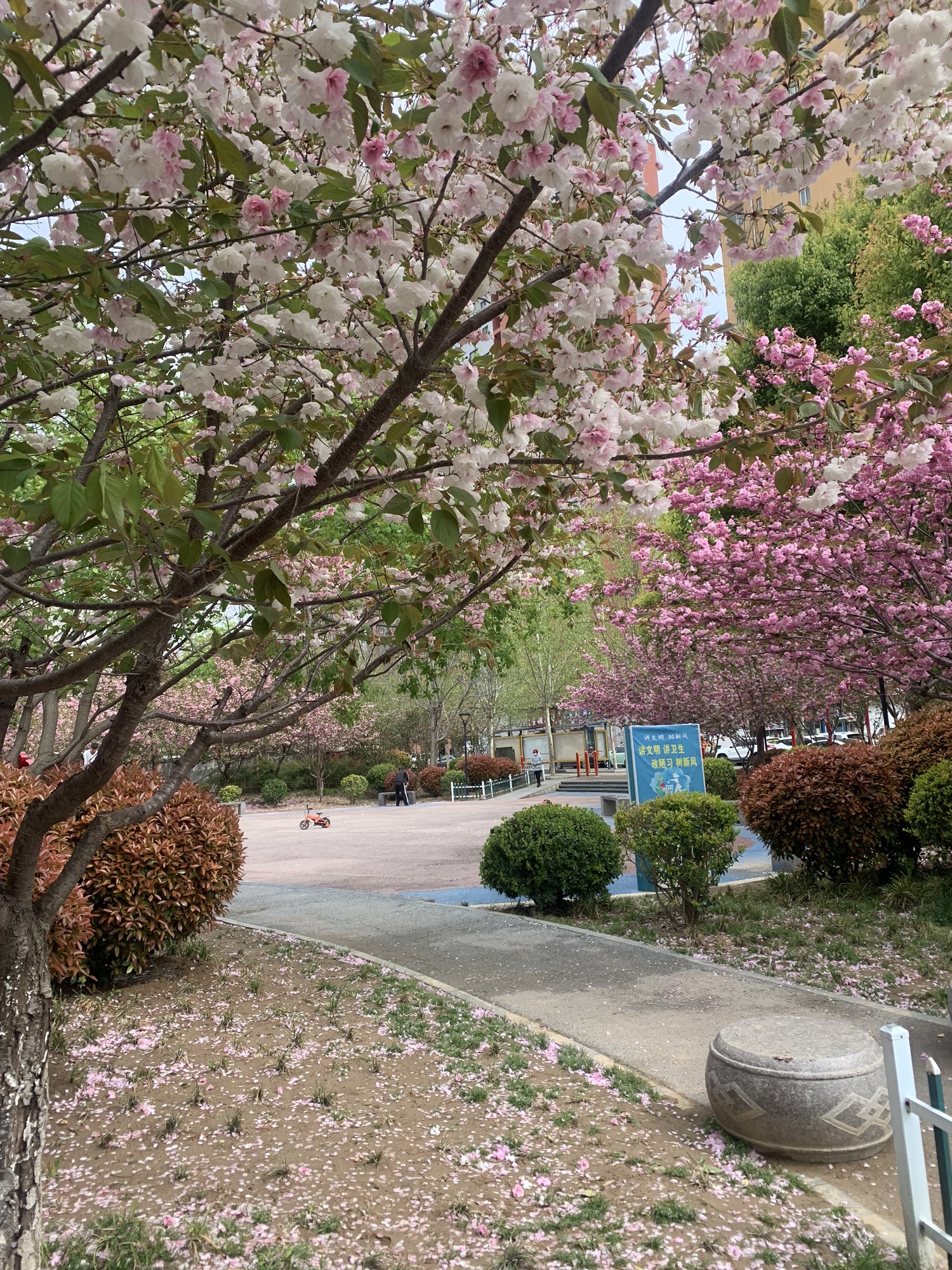 永城市樱花园