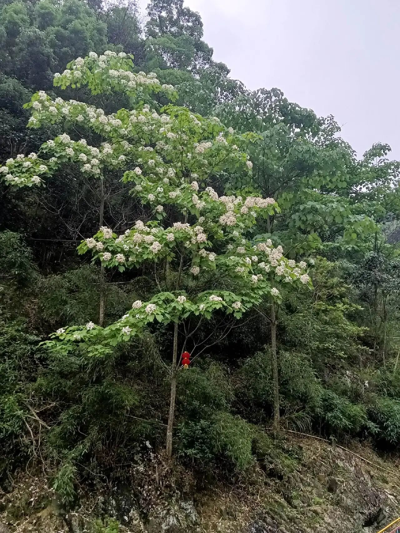 三分石景区旅行图片 2