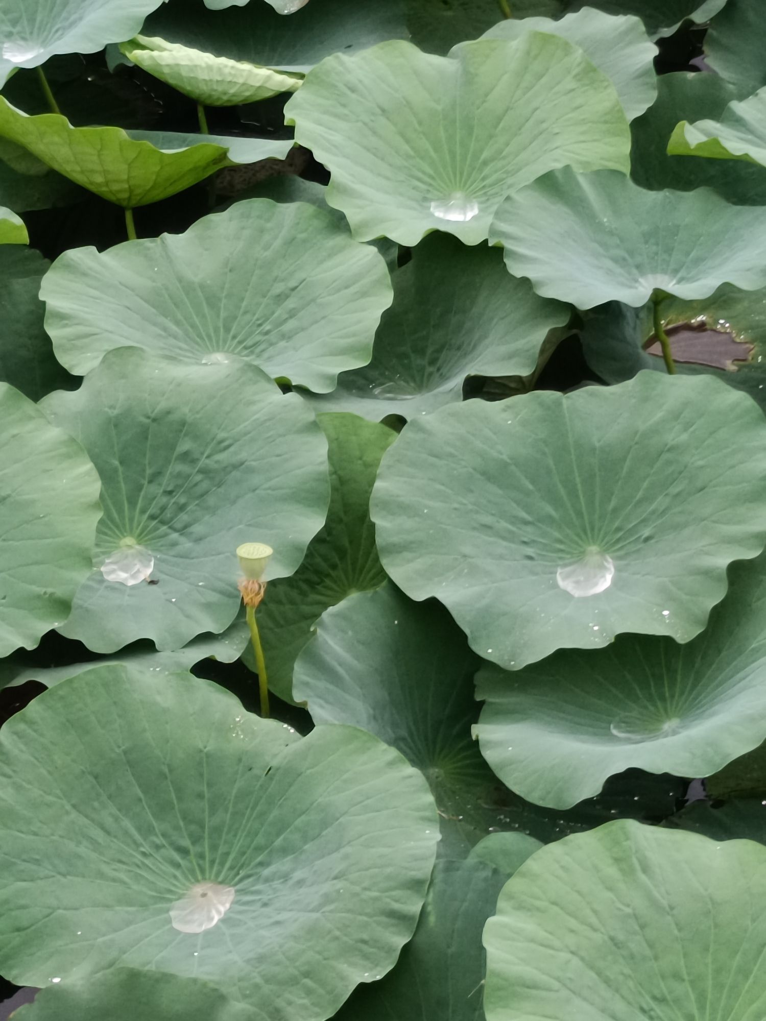 禹城徒骇河国家湿地公园旅行图片 1