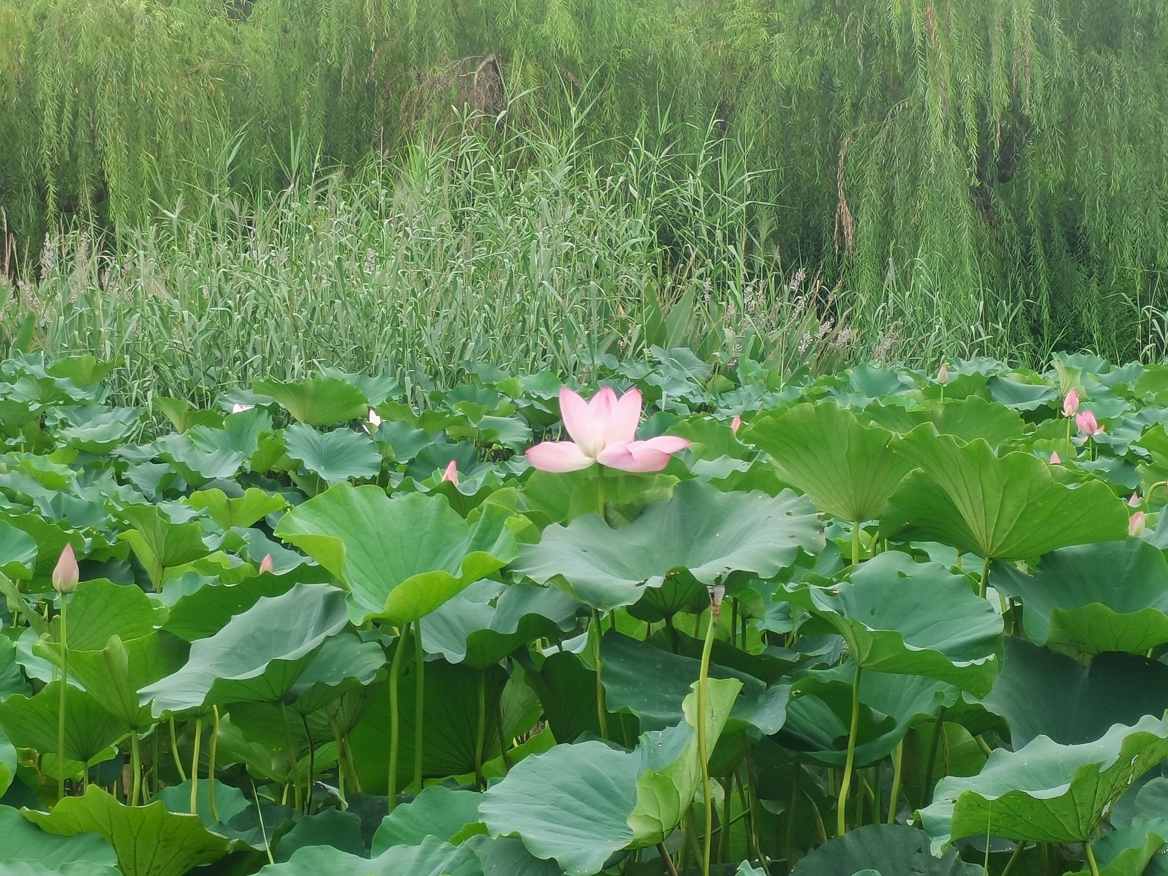 禹城徒骇河国家湿地公园旅行图片 1