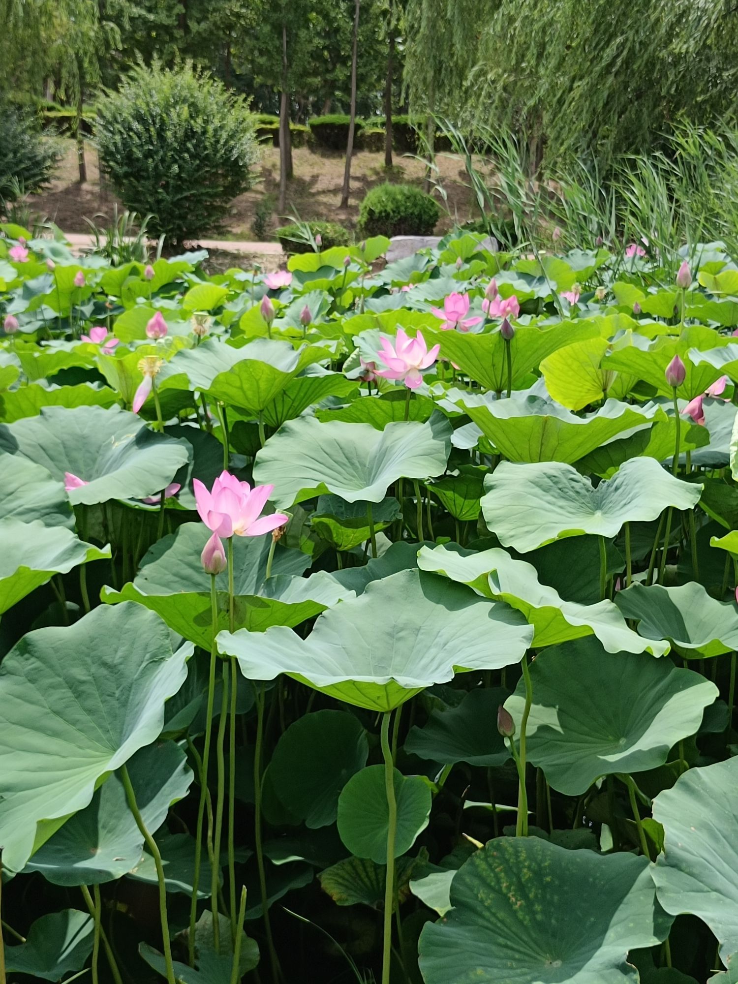 禹城徒骇河国家湿地公园旅行图片 2