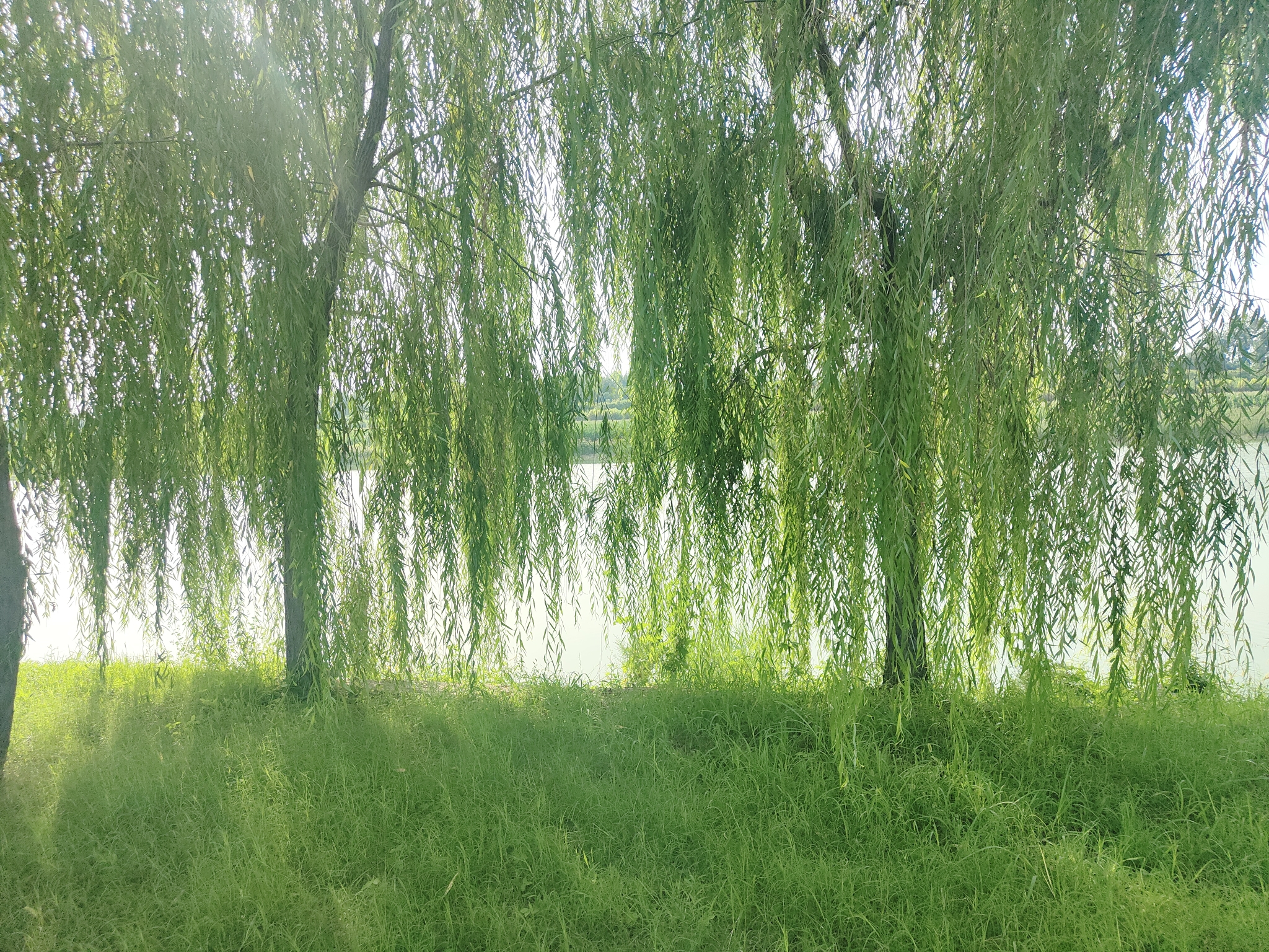 禹城徒骇河国家湿地公园旅行图片 3