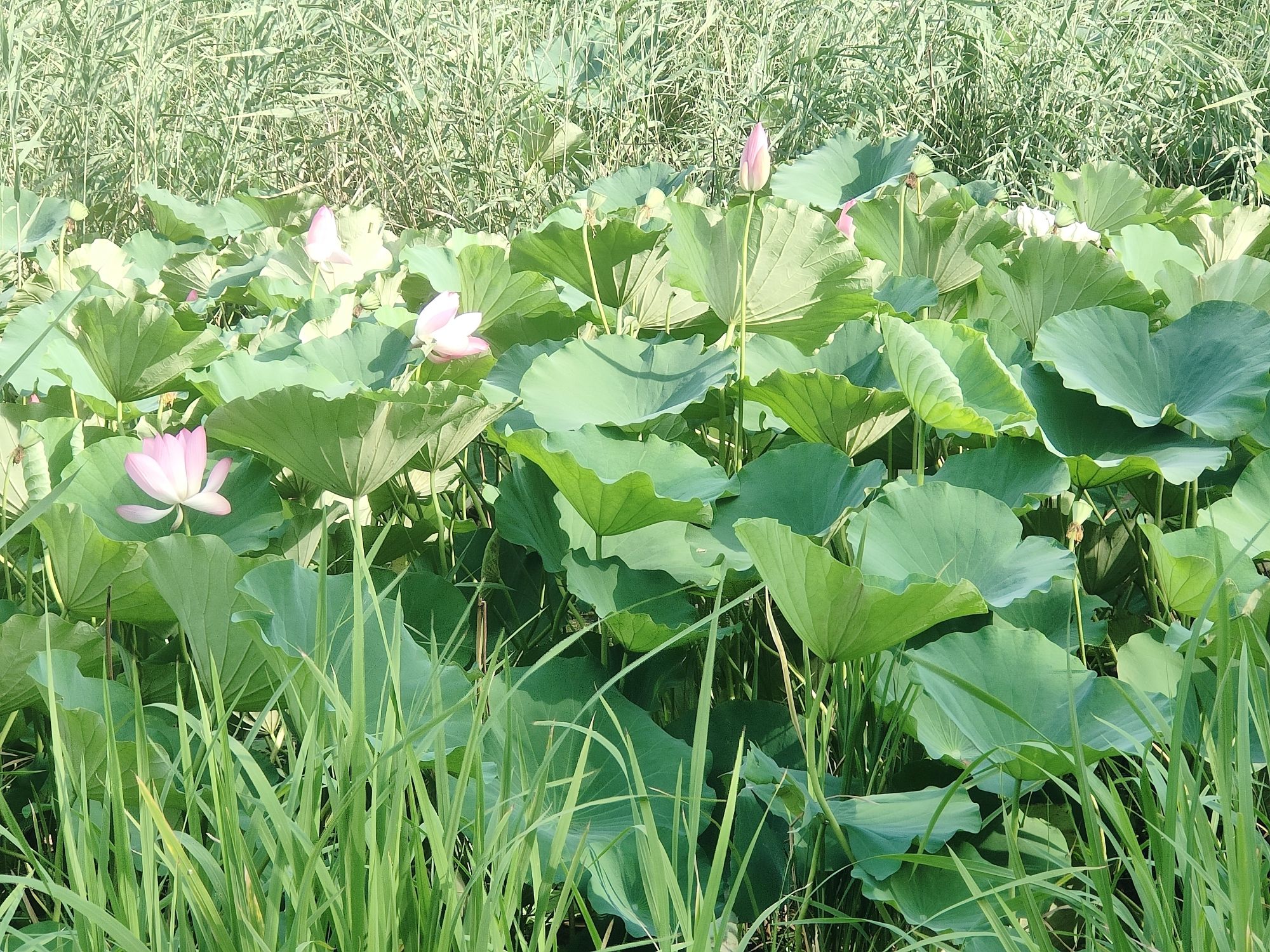 禹城徒骇河国家湿地公园旅行图片 1