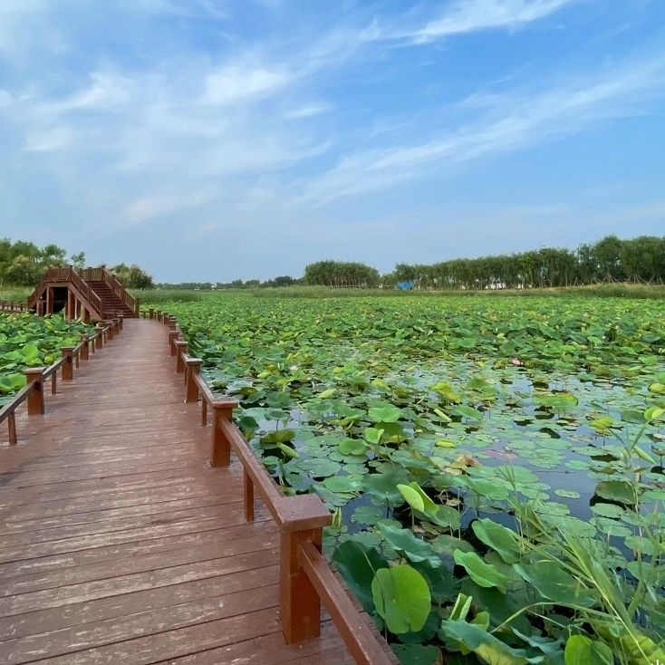 禹城徒骇河国家湿地公园旅行图片 1