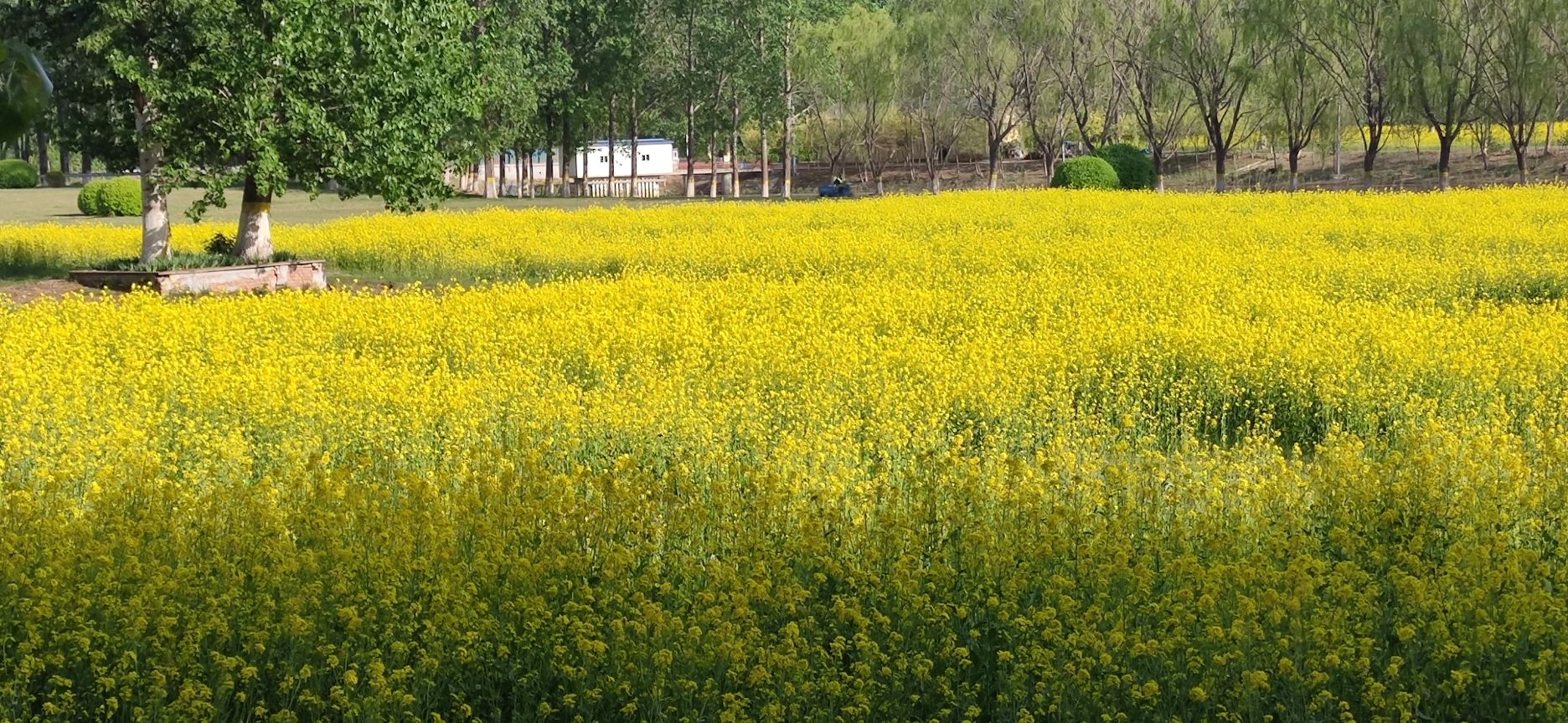 河畔花谷旅行图片 2