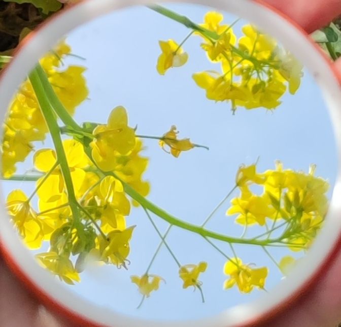 河畔花谷旅行图片 3