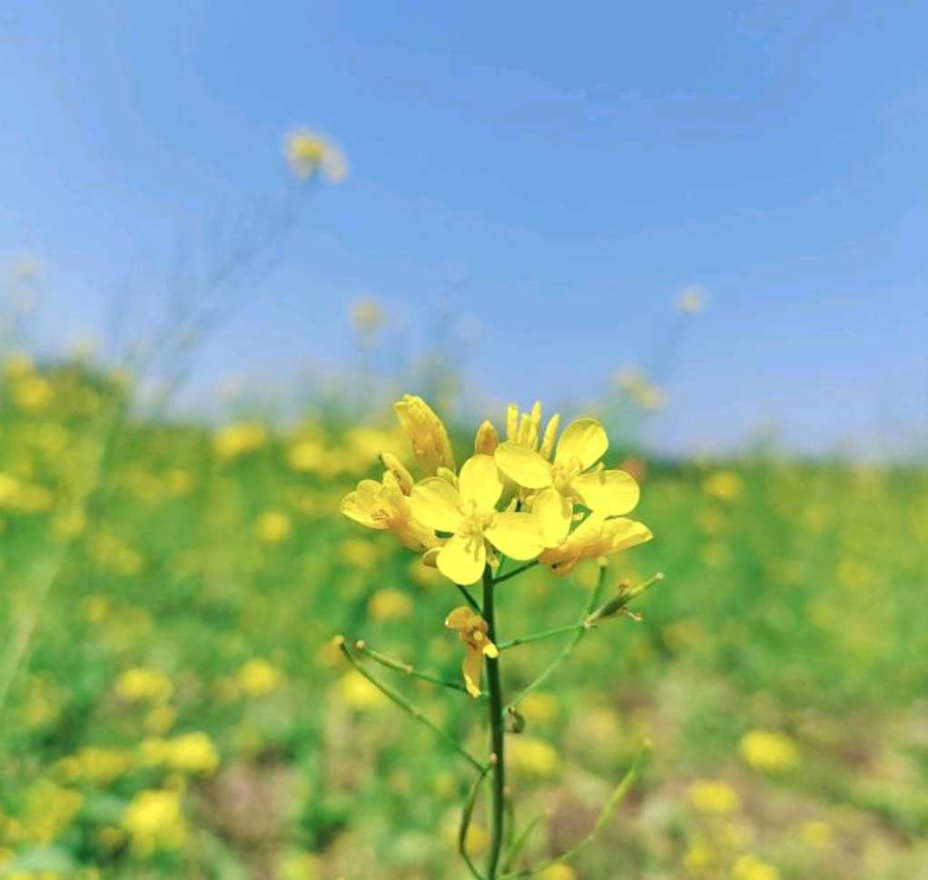 河畔花谷旅行图片 3