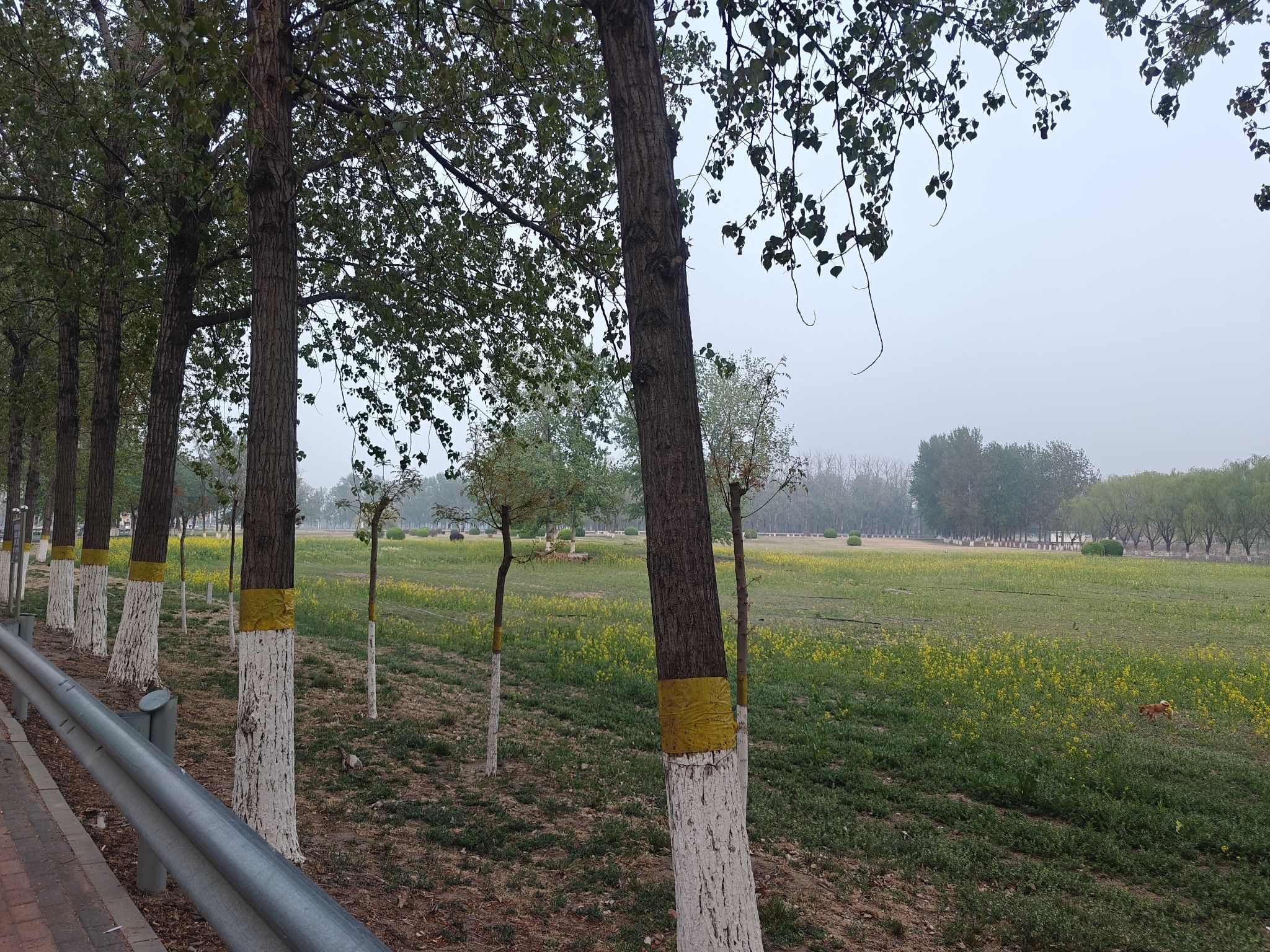 河畔花谷旅行图片 2