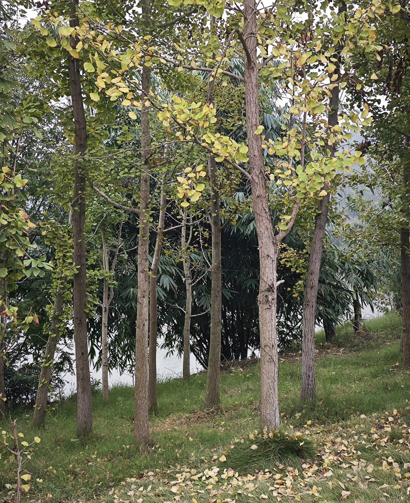 小青龙河湿地公园旅行图片 2