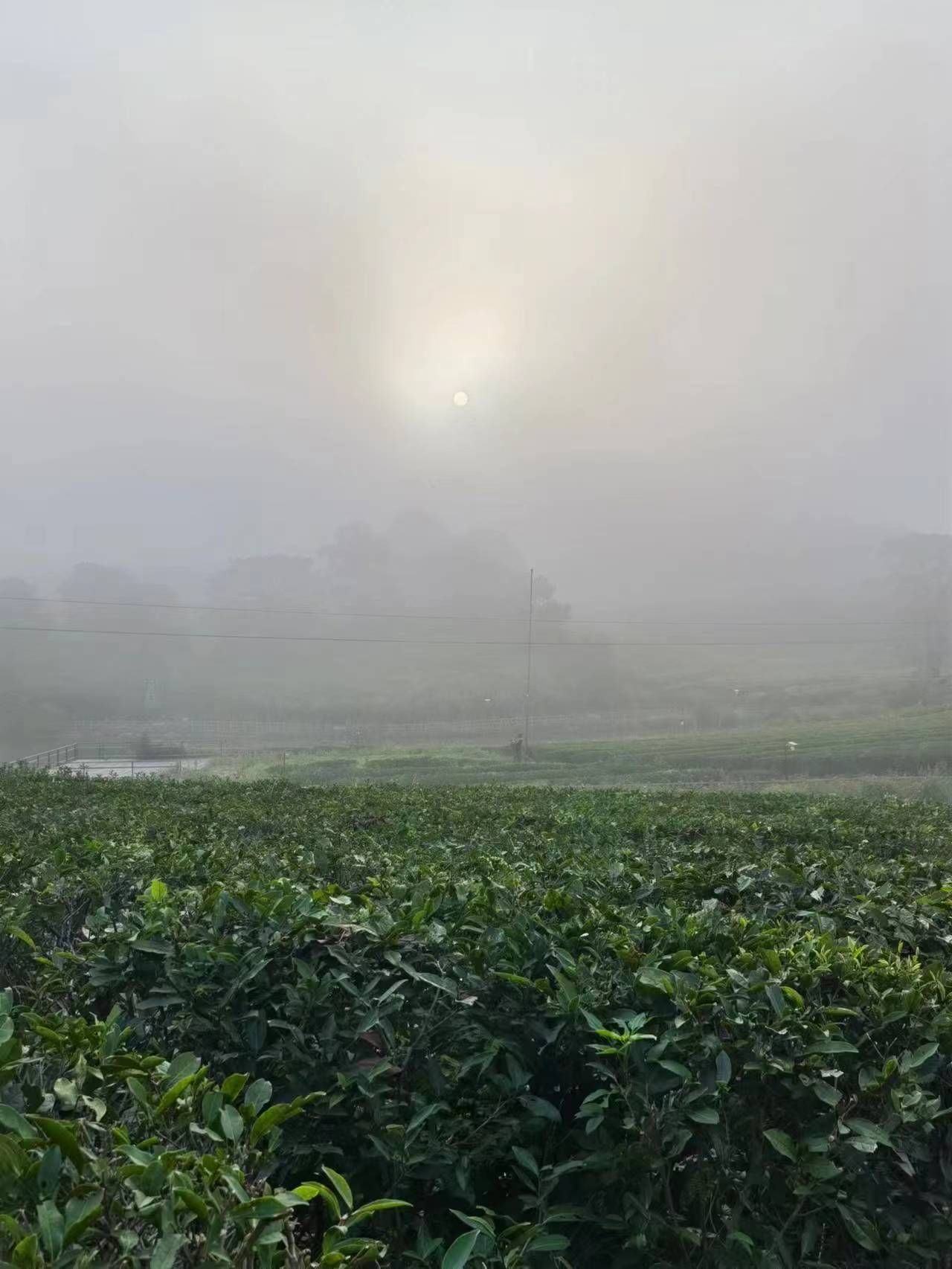 圣茶谷景区旅行图片 2