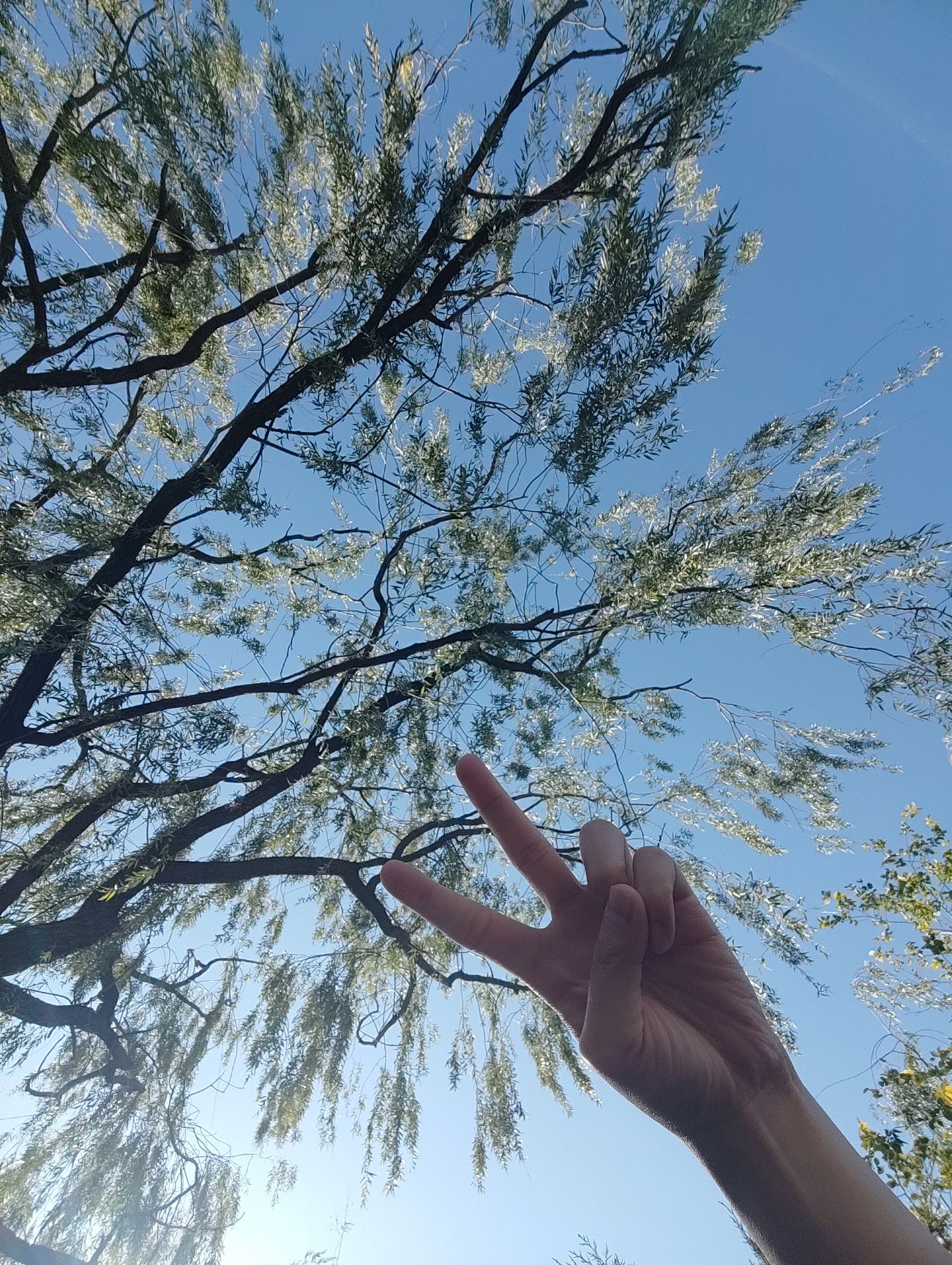 北山公园旅行图片 3