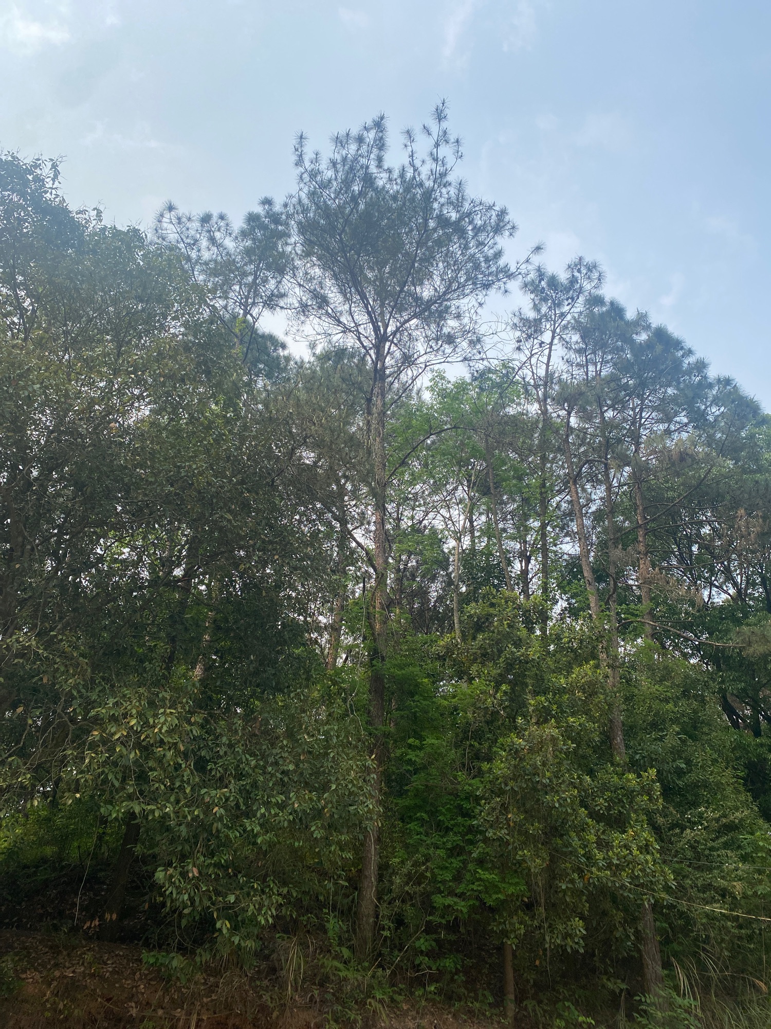 容县县底镇浪漫之都花海风景区旅行图片 3