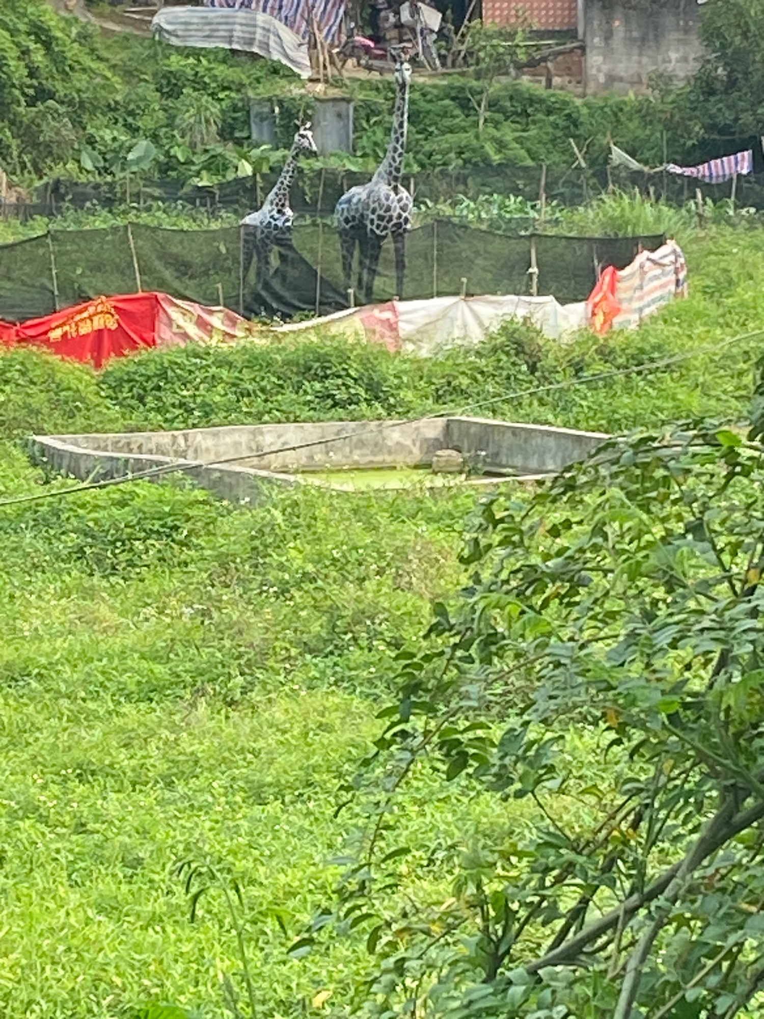 容县县底镇浪漫之都花海风景区旅行图片 1