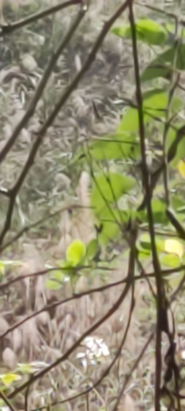 容县县底镇浪漫之都花海风景区旅行图片 1