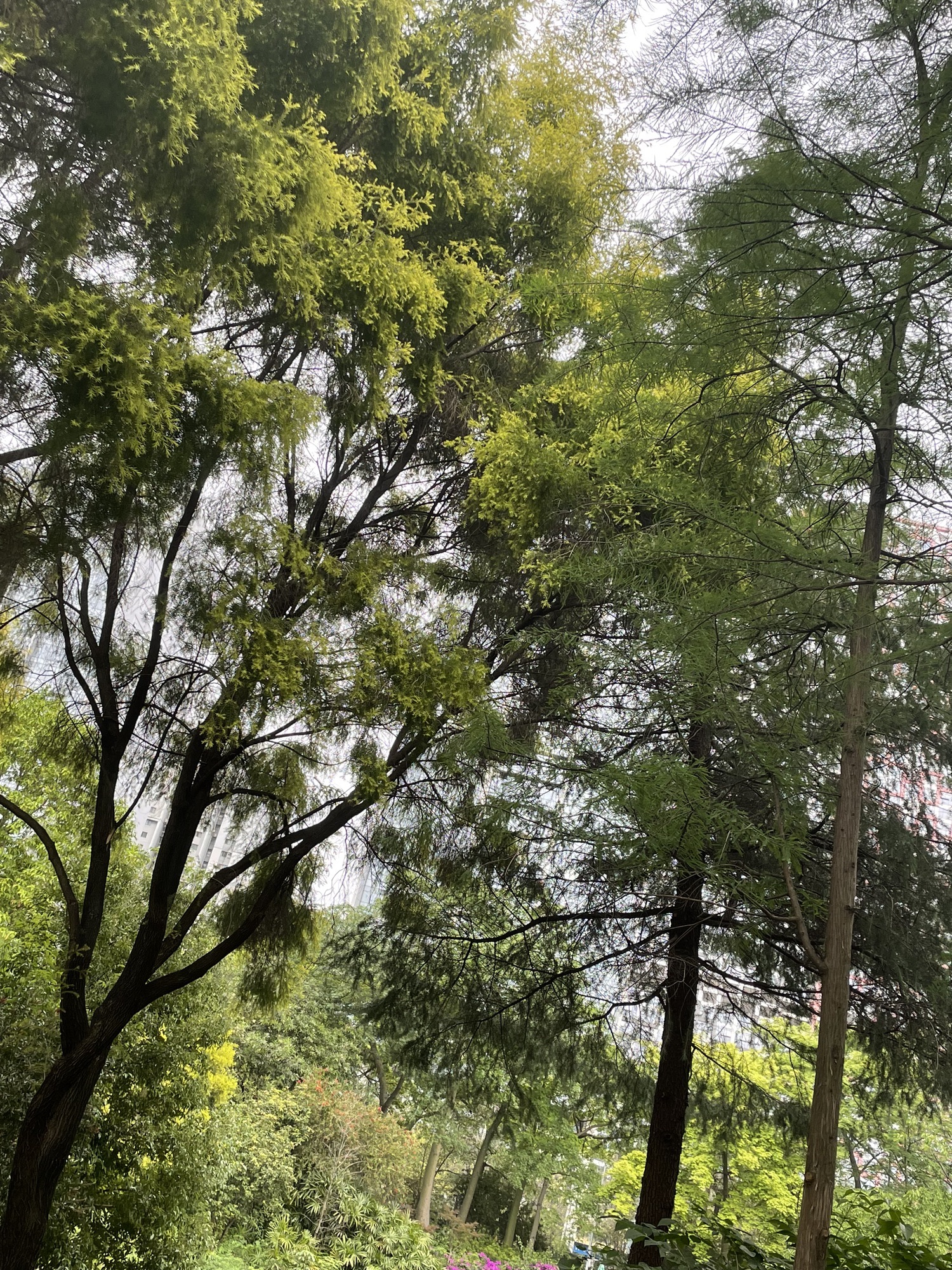 柳州市河东公园旅行图片 2