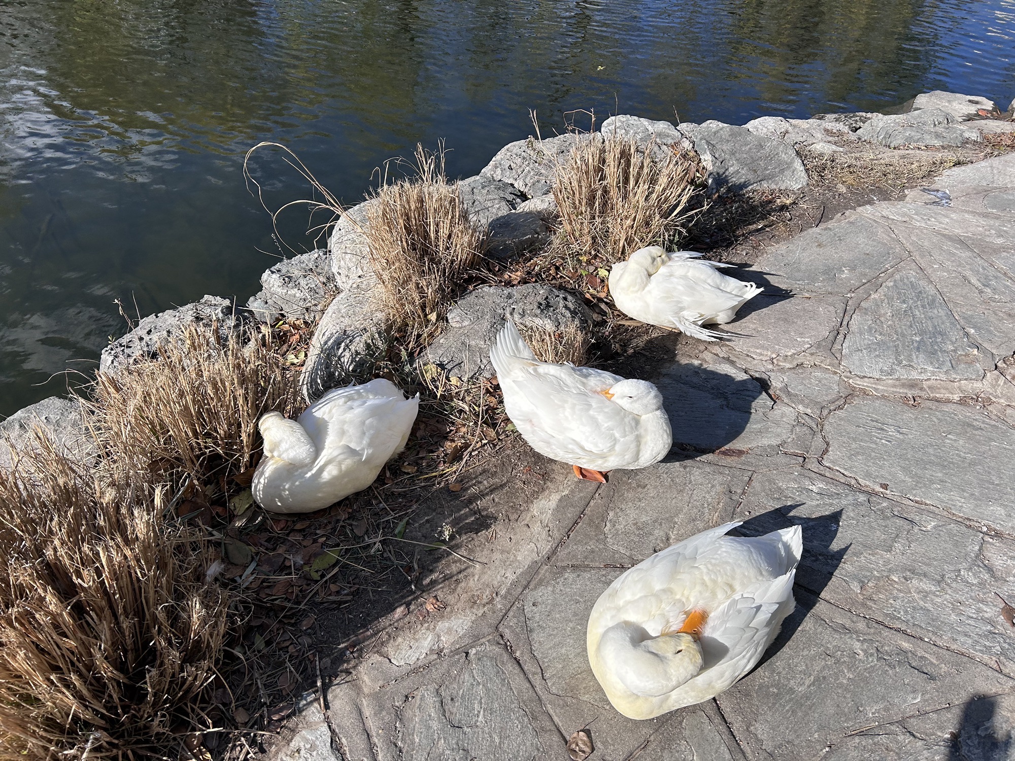 情人坡旅行图片 1