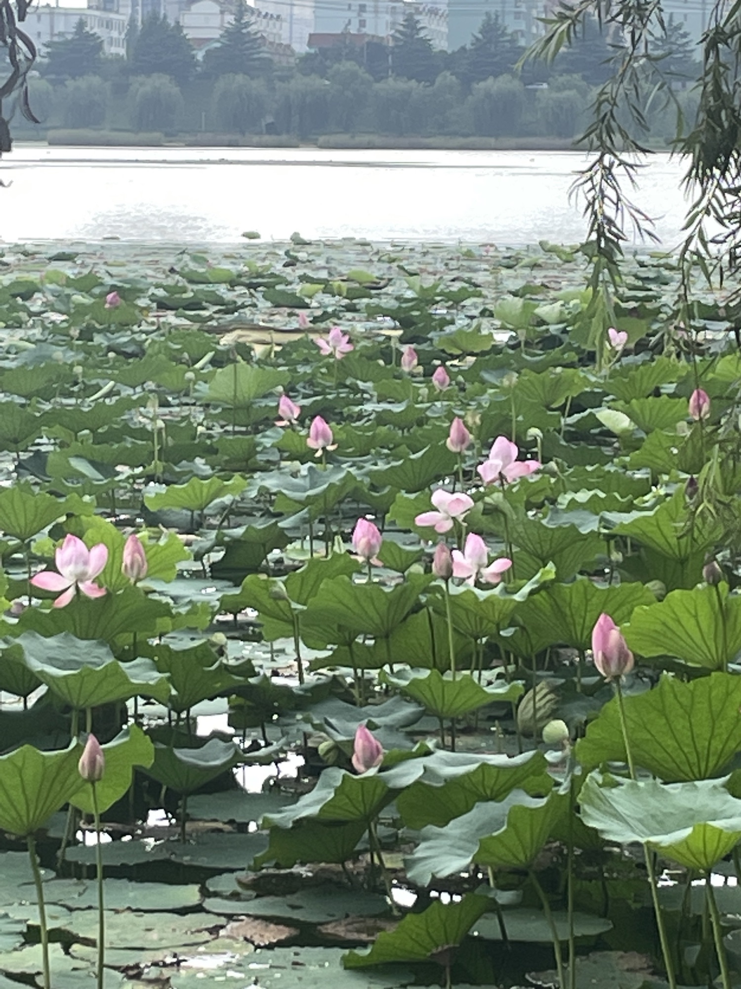 故城公园旅行图片 1