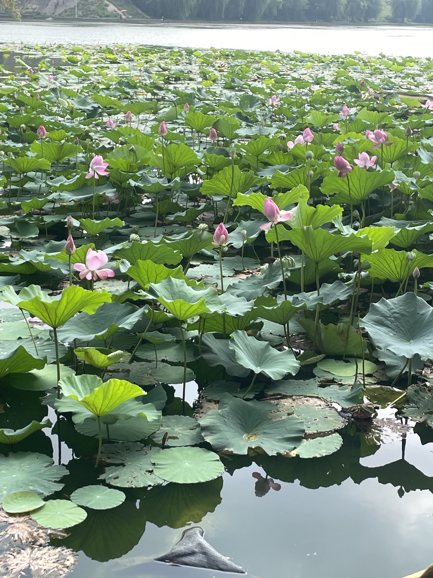 故城公园旅行图片 2