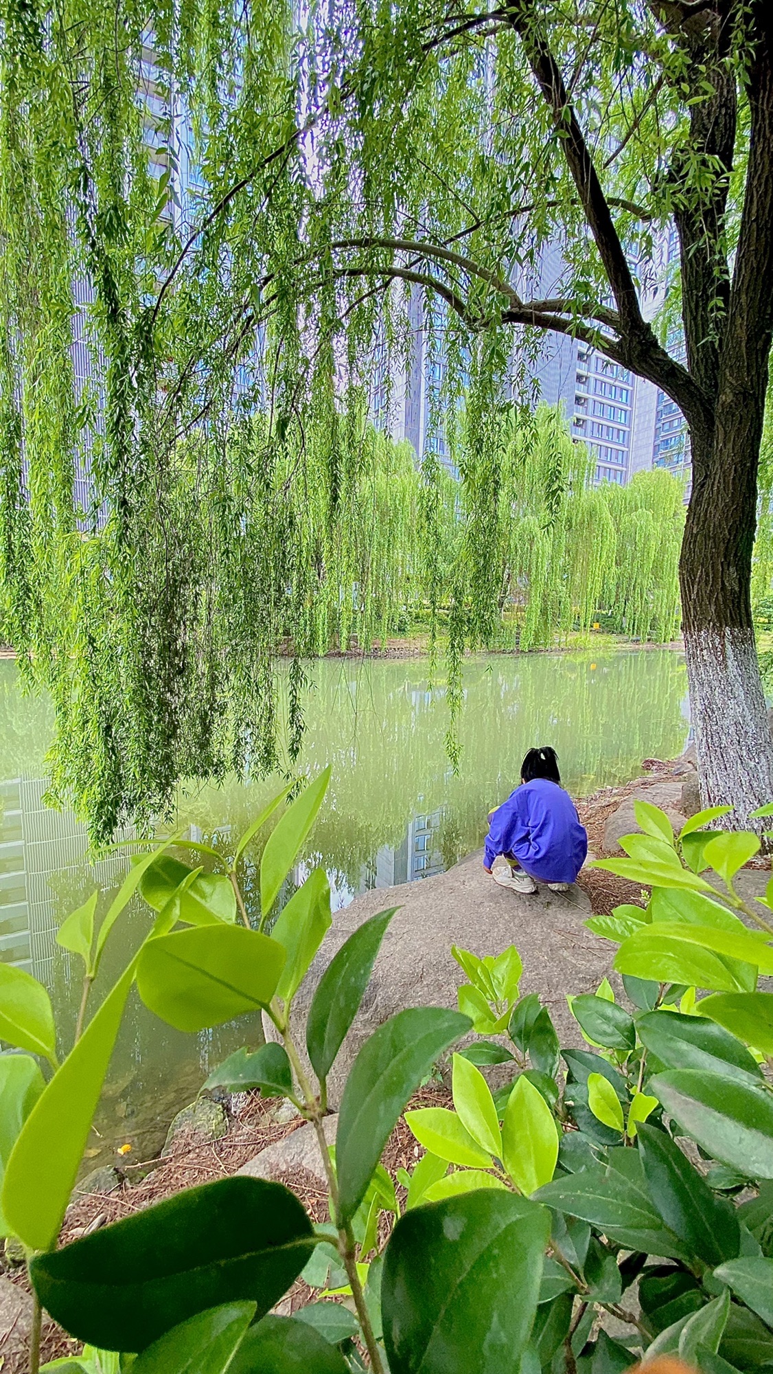 天荷公园旅行图片 3