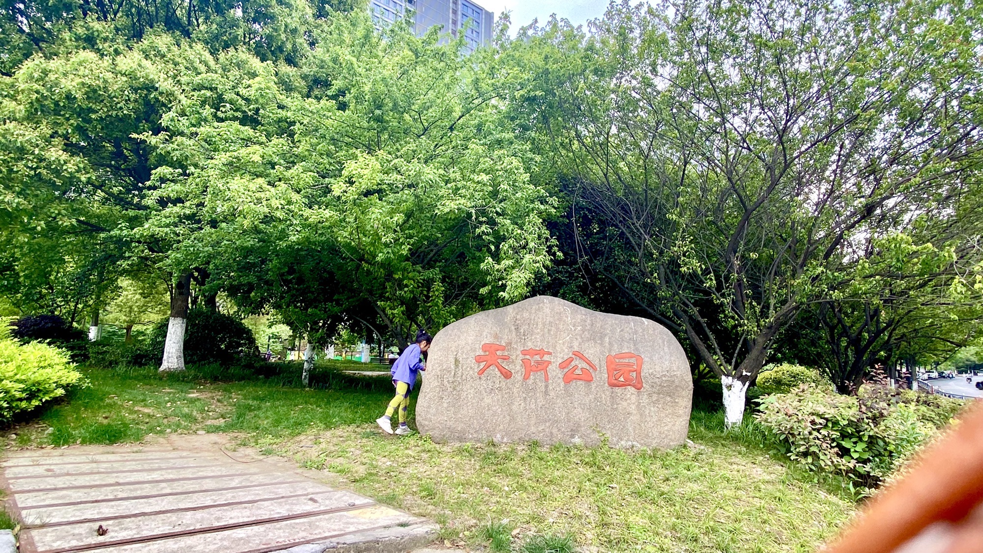 天荷公园旅行图片 2