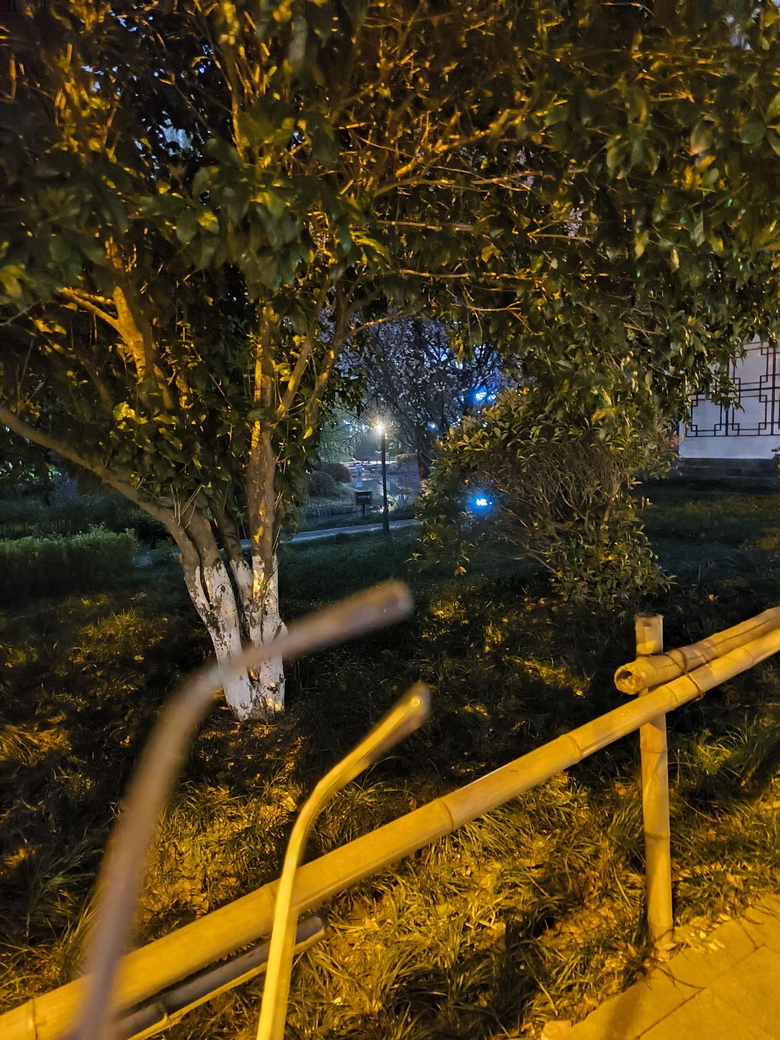 天荷公园旅行图片 1