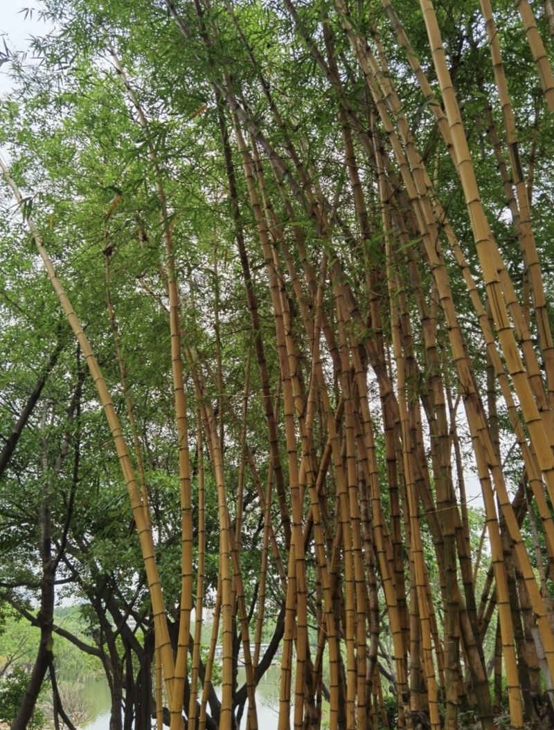 西南公园旅行图片 2