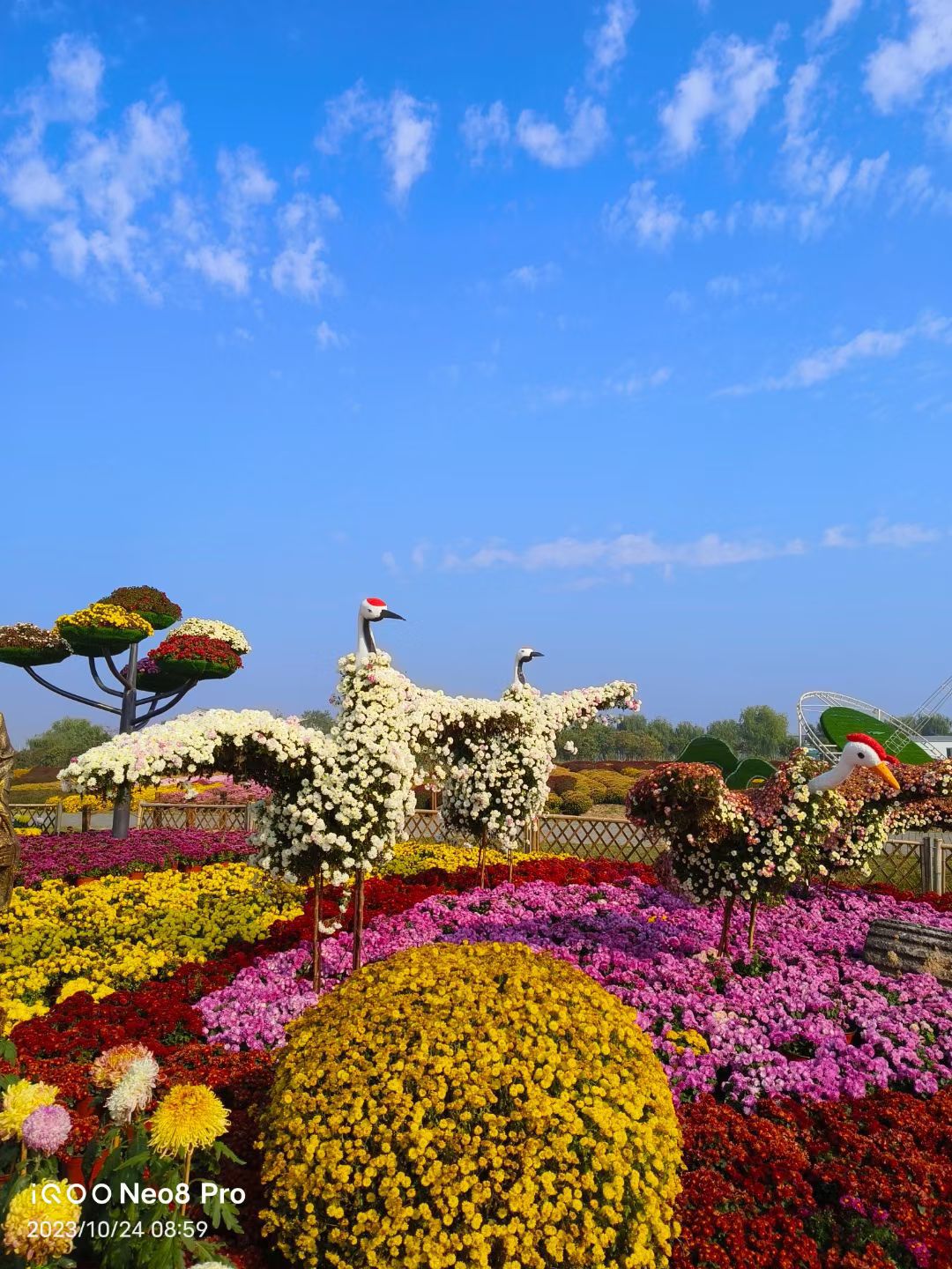 鹤乡菊海旅行图片 3