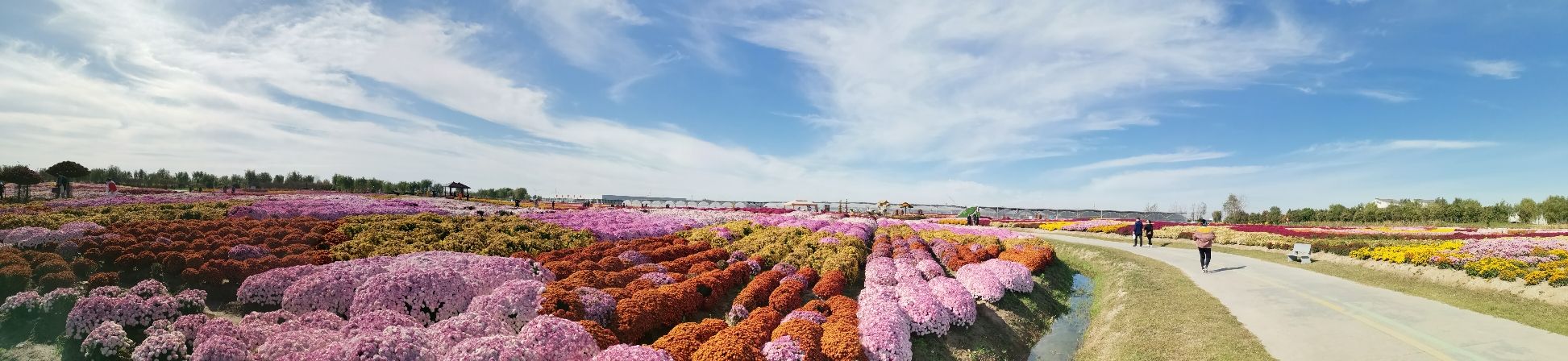 鹤乡菊海旅行图片 1