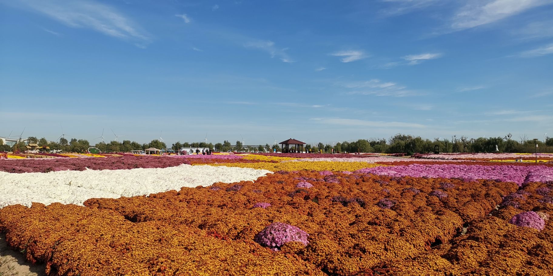 鹤乡菊海旅行图片 2