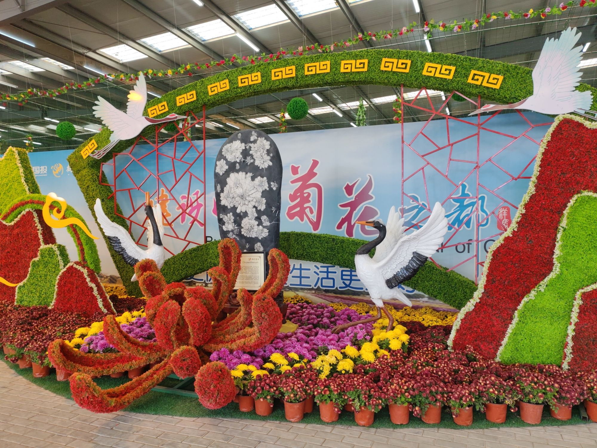 鹤乡菊海旅行图片 2